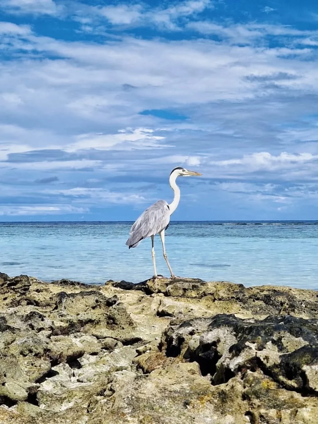 Surrounded by wildlife, embraced by the endless blue... 
Life aboard Pearl 111 is all about unforgettable encounters above and below the surface in the heart of the Maldives.

#pearl111 #liveaboard #maldivestrip #yachtcharter #travelideas