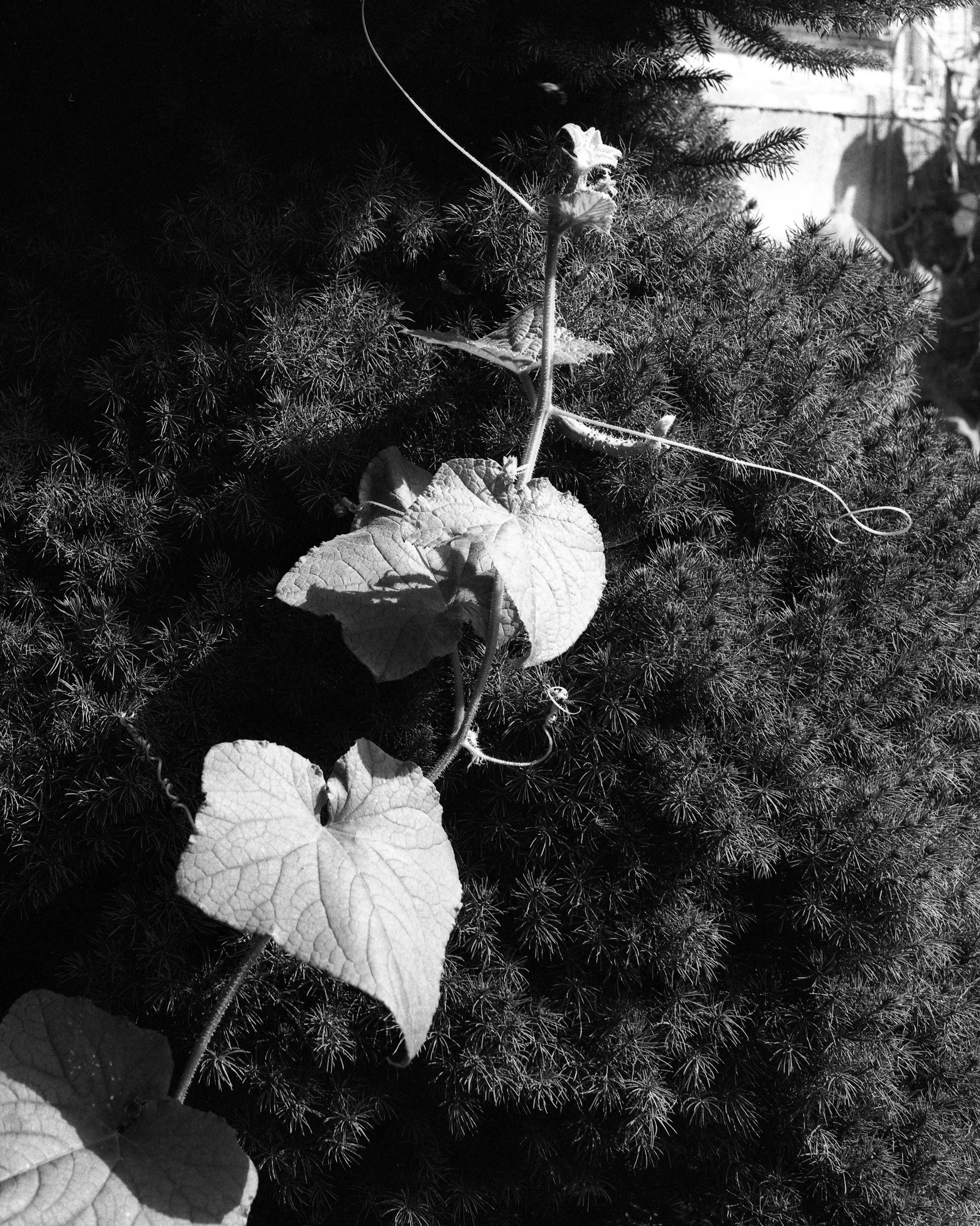 Close-up of a vine with leaves and tendrils climbing on a dark, textured shrub or plant.