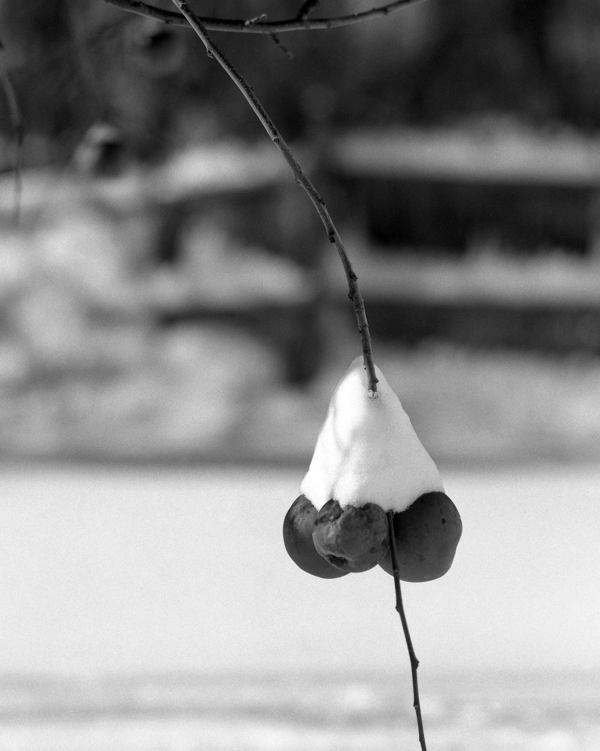 A small cluster of berries hanging from a thin, curved branch covered in snow, in a snowy outdoor setting.