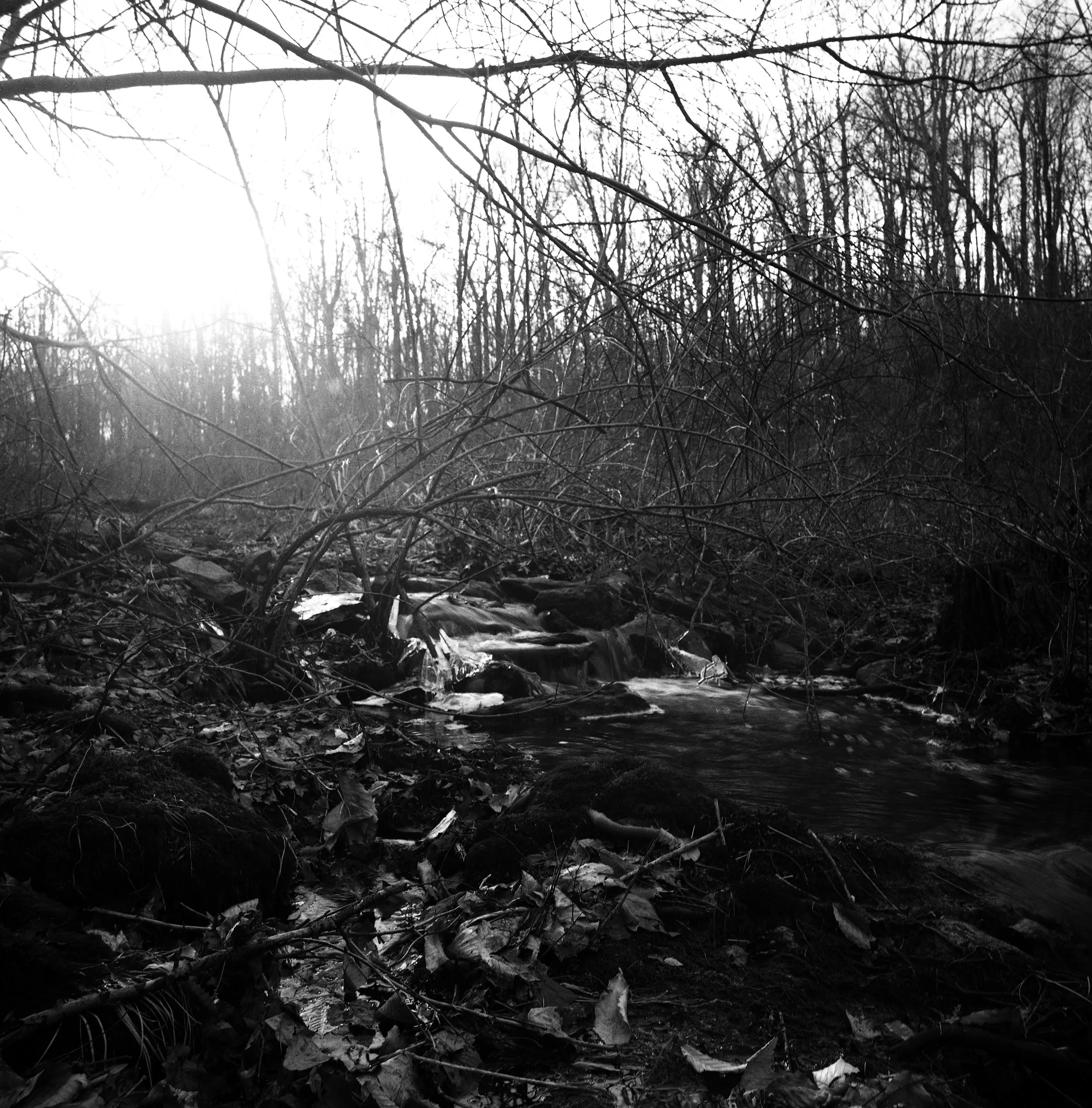 A black and white photo of a small stream flowing through a wooded area with leafless trees and bushes, with the sunlight peeking through the branches.