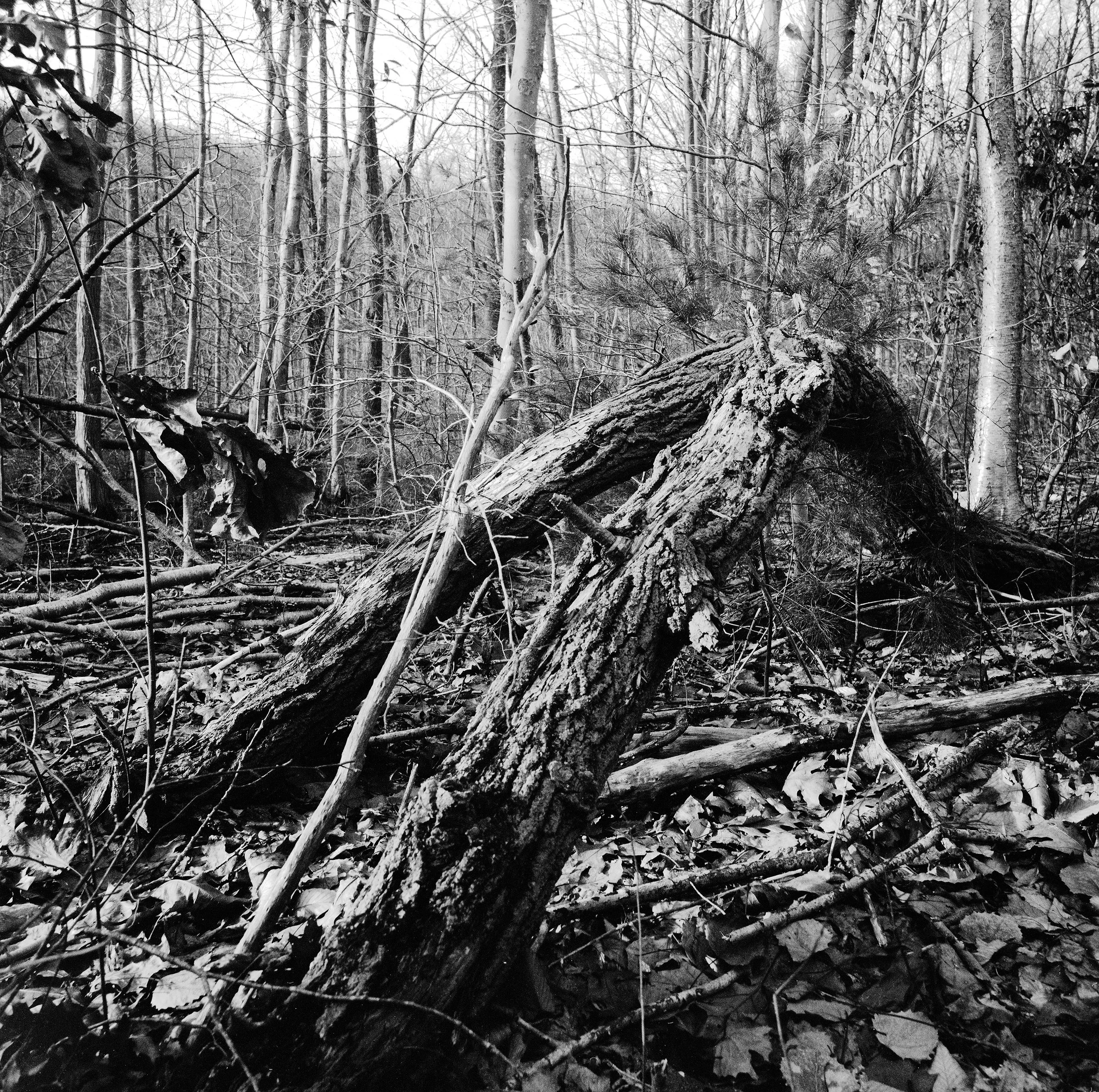 Black and white photo of a fallen tree in a barren forest with leafless trees and a ground covered in leaves.