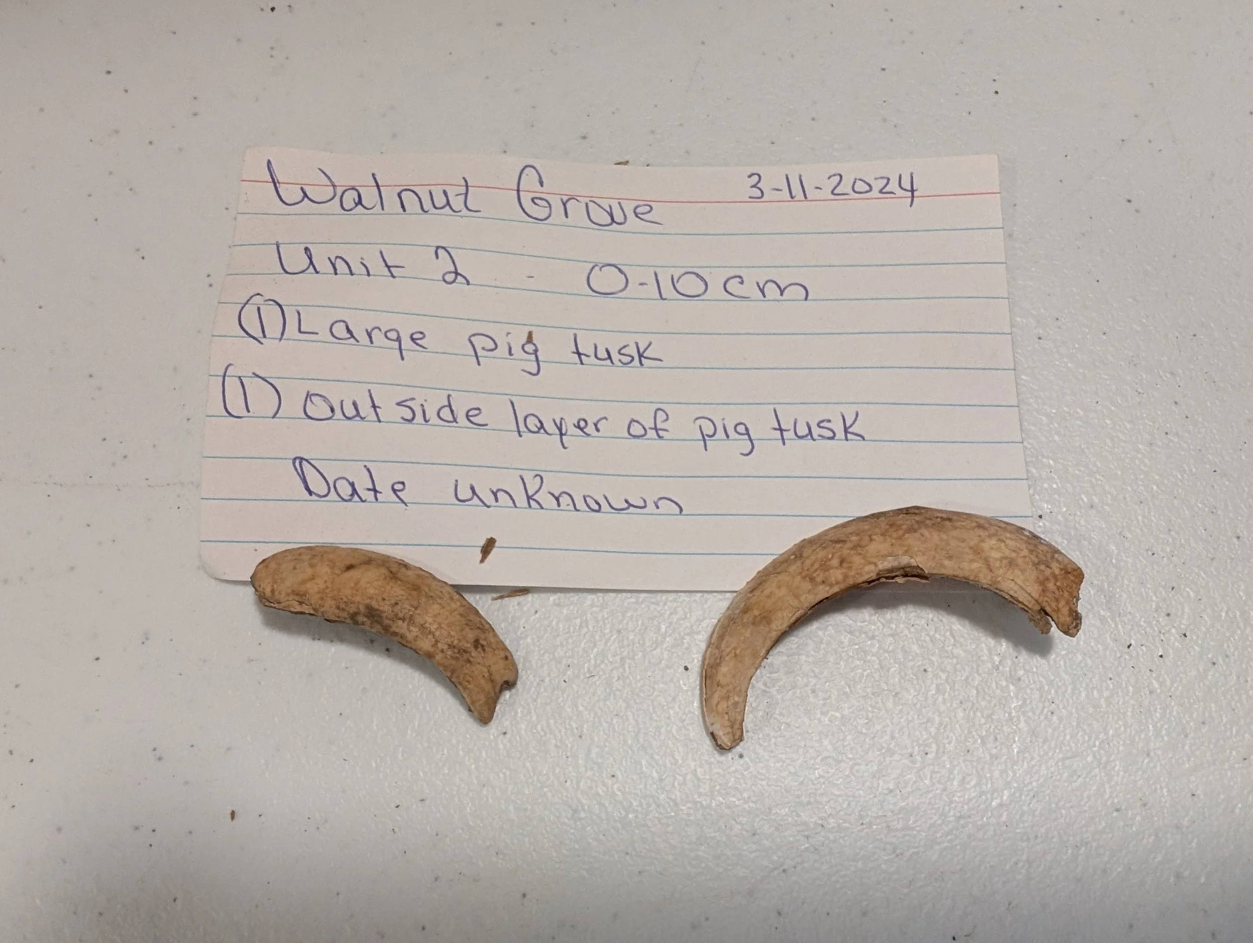Pig Tusks.jpg