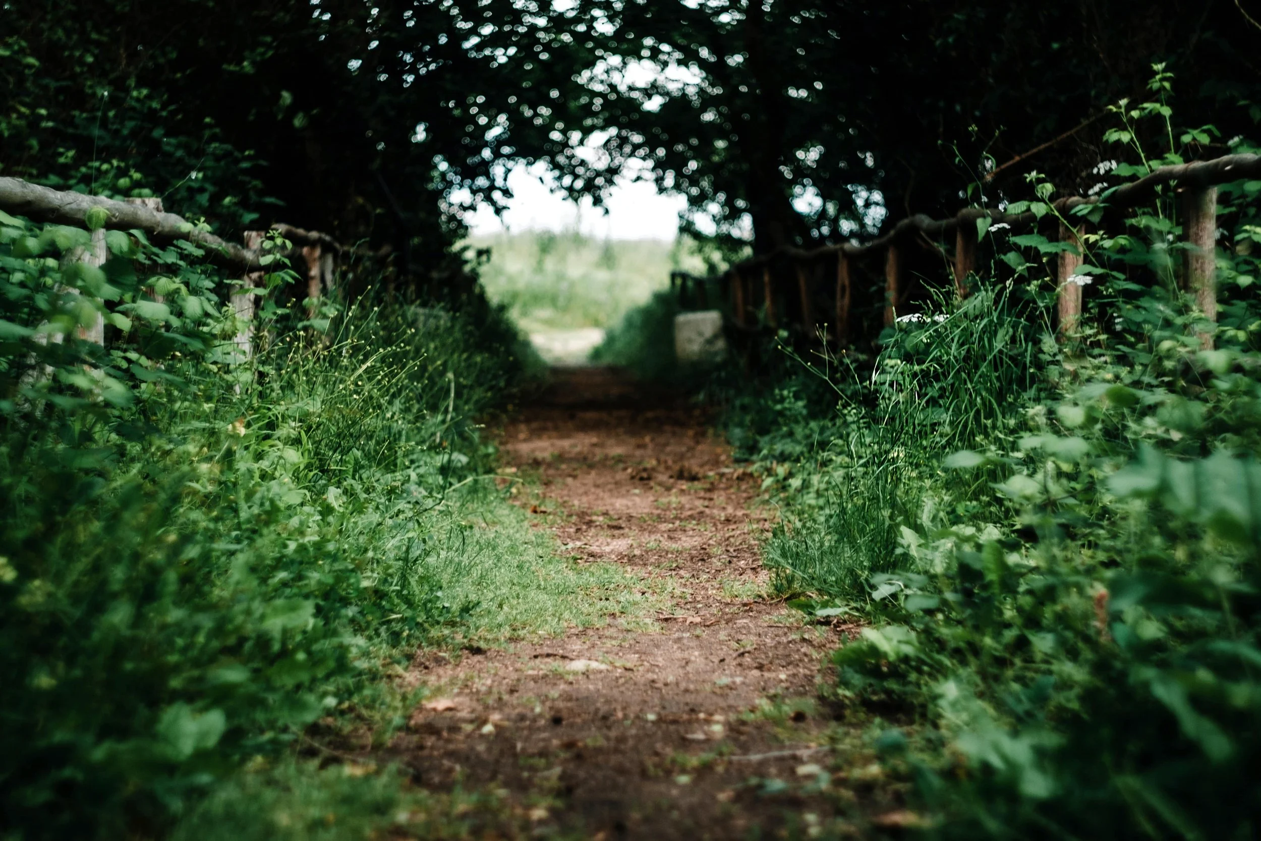 tree-lined dirt pathway