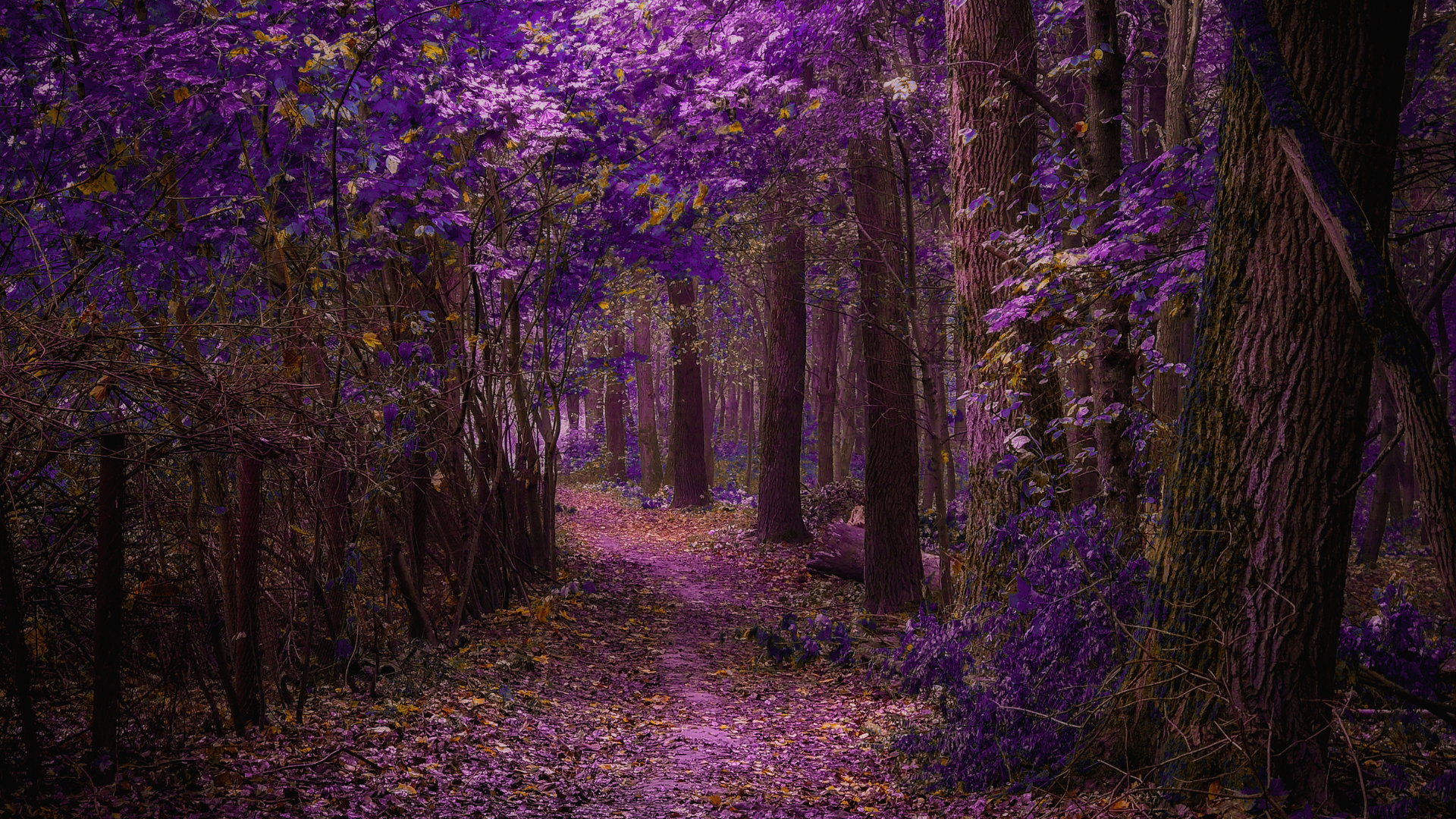 Dreamscape: A Shamanic Dream Journey with Breathwork &amp; Dream Medicine