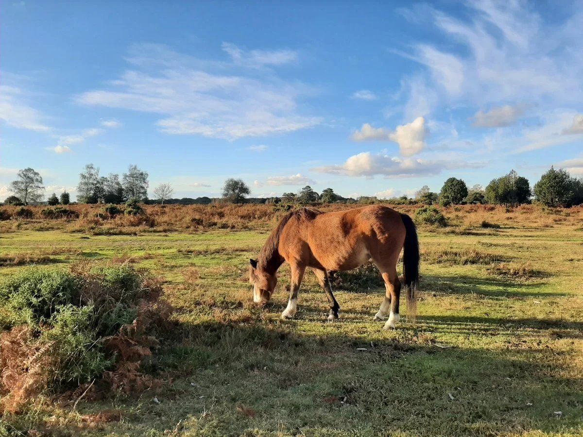 New Forest-1200x900.jpg.webp
