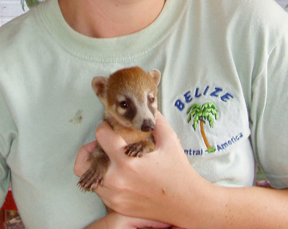 Coatimundi Day