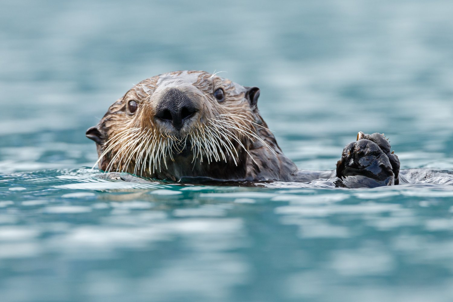 The Otter Project