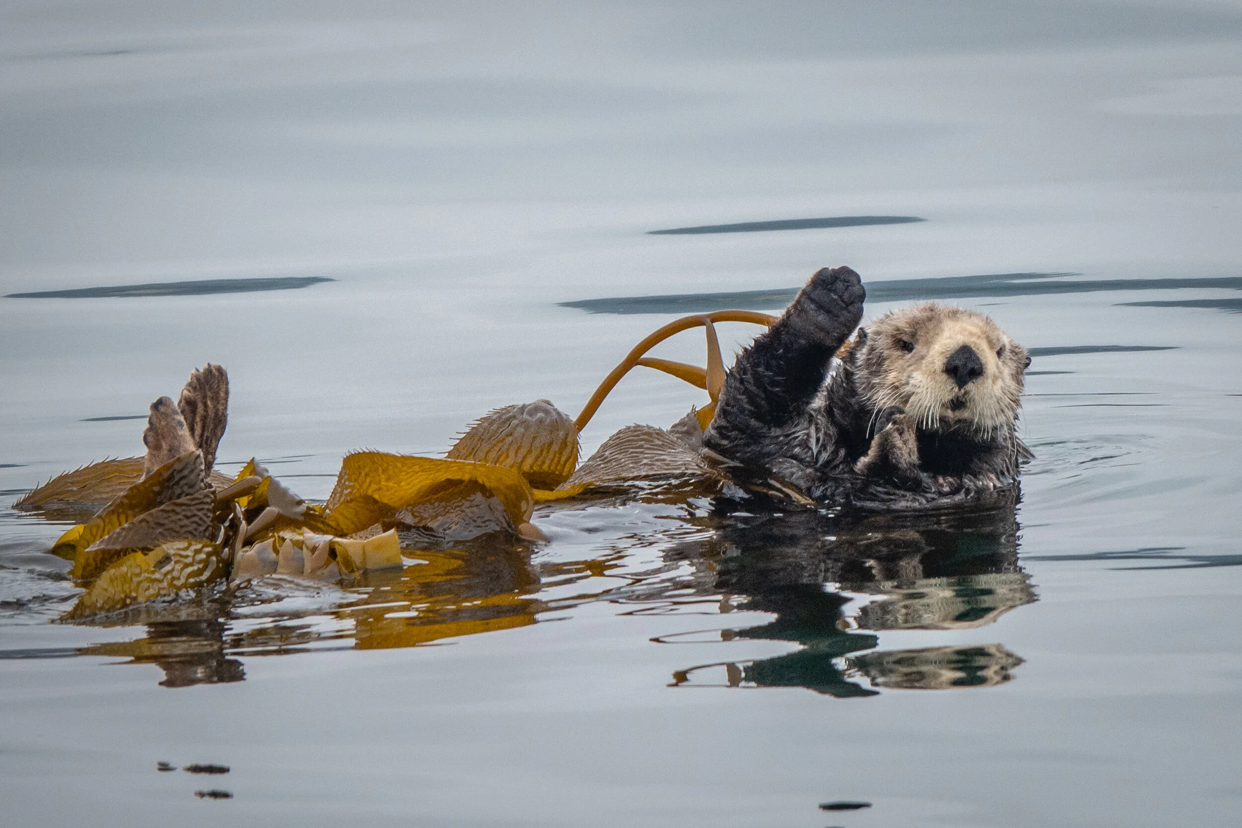 About — The Otter Project