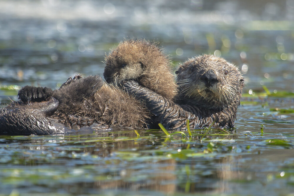 3.4_shuttertock_Chase Dekker_A southern sea otter mother holds her pup in Moss Landing, California..jpg
