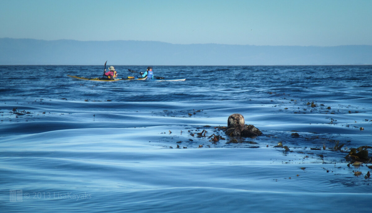 6.2_Flickr_Lisa Ouellette_Sea Otter munching on a mollusk while floating in a kelp bed. Such is the life!.jpg