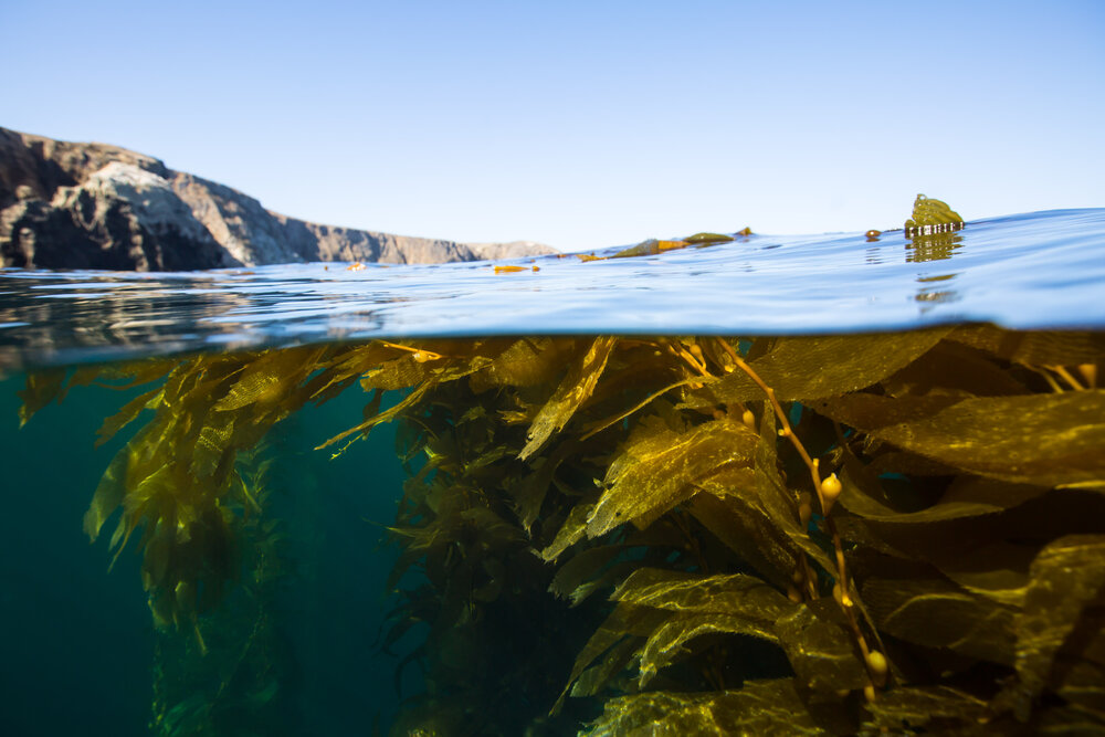 shutterstock_Katharine Moore_Kelp forest off the coast of Anacapa Island, Channel Islands National Park..jpg