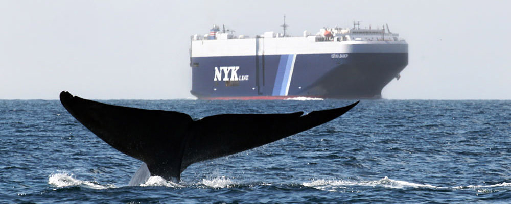 California Is Slowing Down Ships – Is It Enough to Protect Marine Life? 