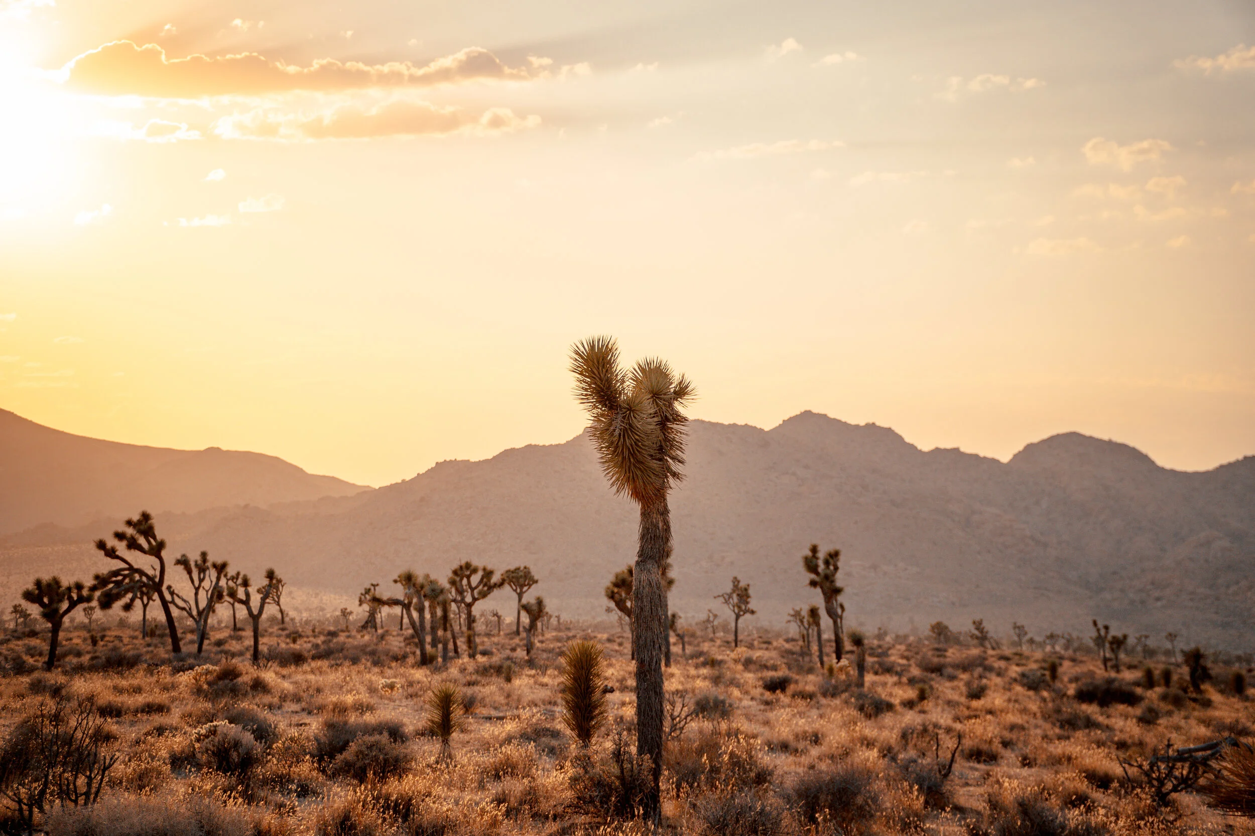 joshuatree-35.JPG