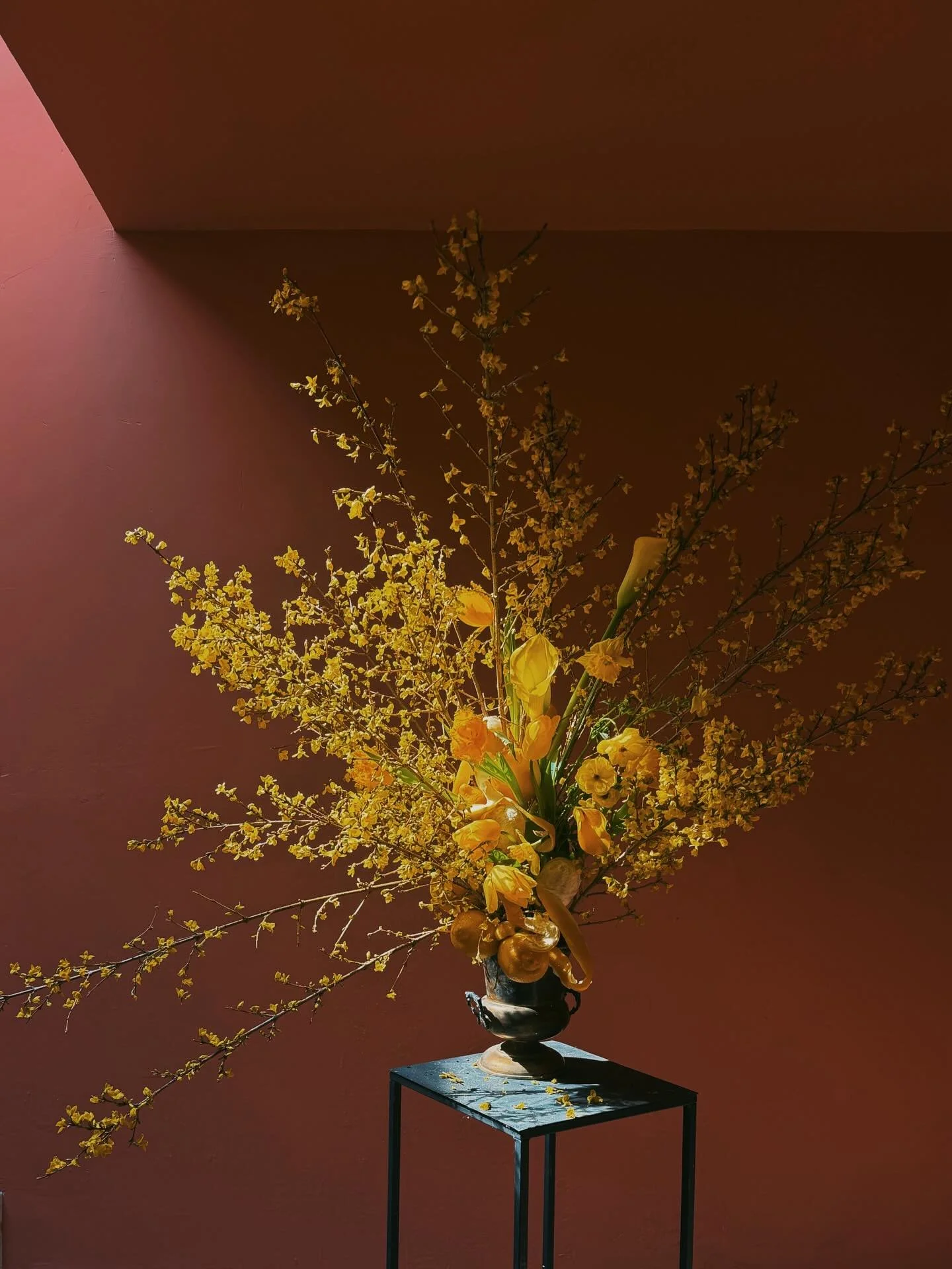 Este sol es pura nostalgia.

#amarillo #forsythia