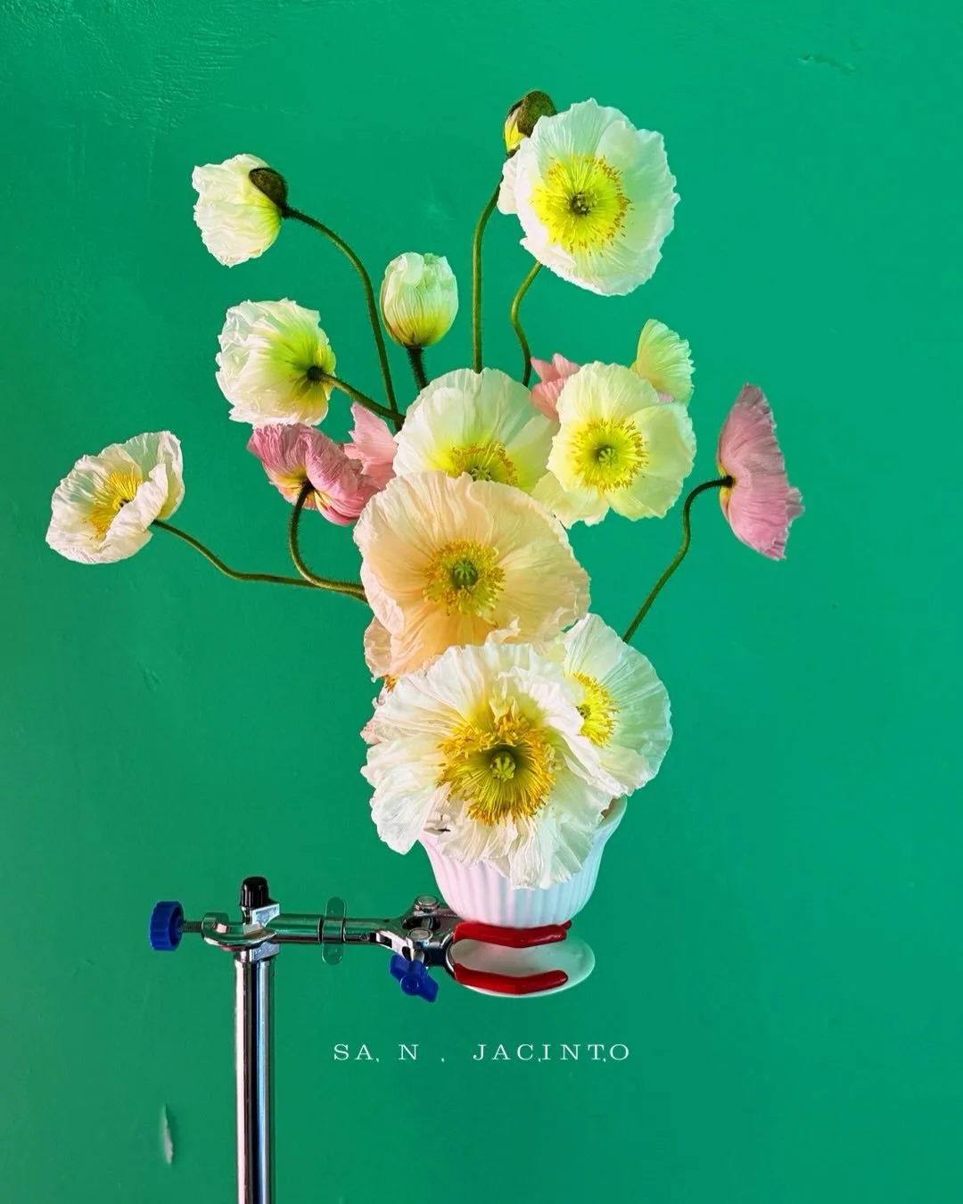 Renacer , como el jard&iacute;n cada a&ntilde;o.
Un poquito de lluvia, el calor exacto, los d&iacute;as largos.
Renacer

#spring #ostara #primavera