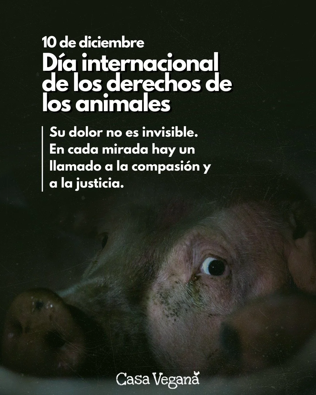 🌍✨ 10 de diciembre &ndash; D&iacute;a Internacional de los Derechos de los Animales
Su dolor no es invisible. Cada mirada nos recuerda que la vida de cada ser importa, que sienten, sufren y desean vivir en libertad tanto como nosotros.

Hoy honramos