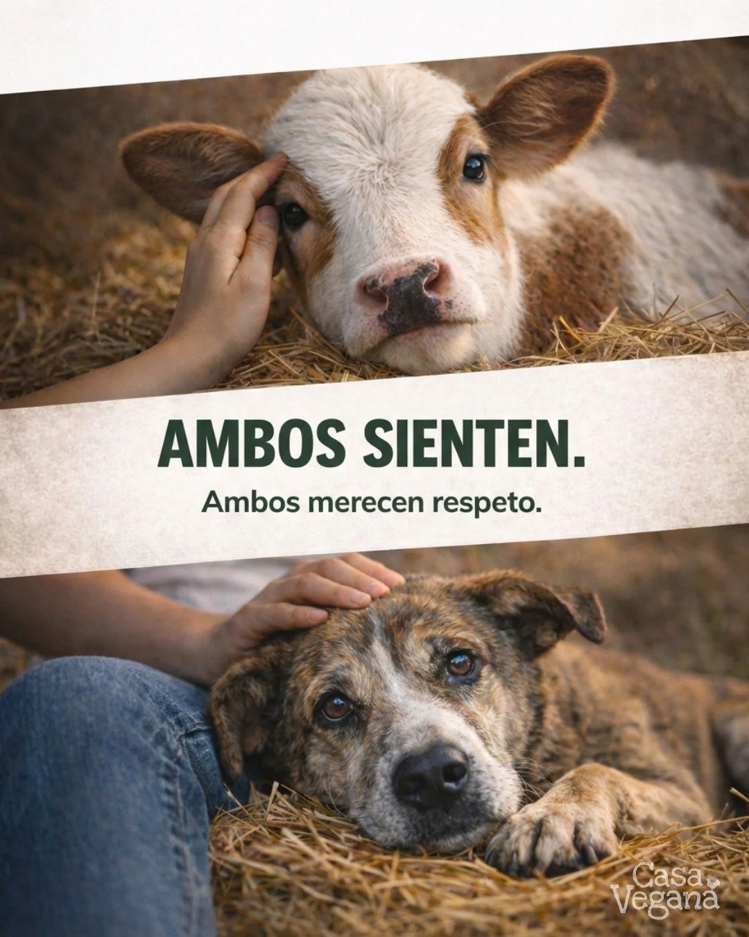 Ambos sienten.
Ambos merecen respeto.
🌱

#animalrights #animalliberation #casaveganapr #govegan #basadoenplantas #vegano #puertorico #liberacionanimal