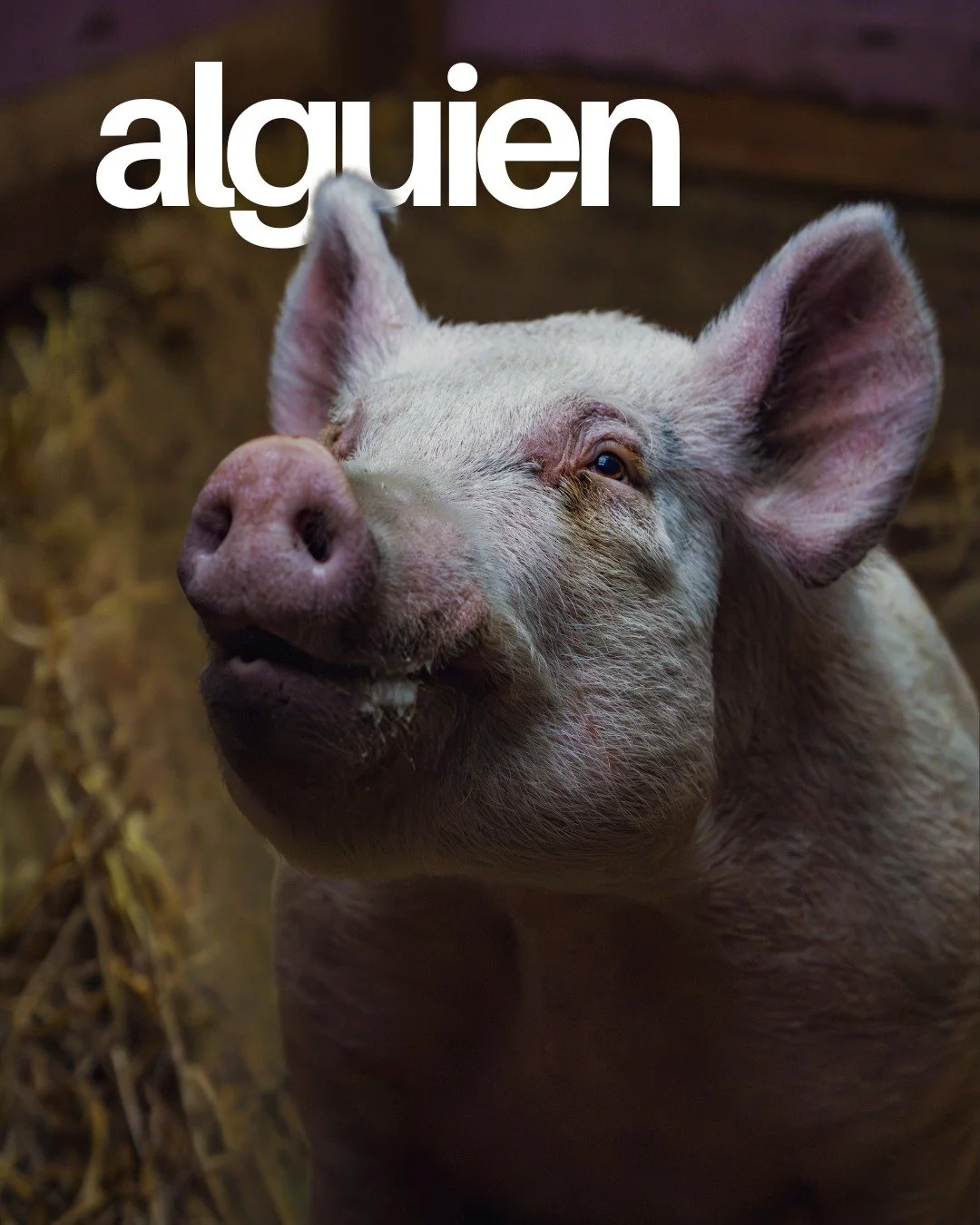 Hoy es el D&iacute;a Mundial Sin Carne.
No es algo.
Es alguien.🌱

📸: @iamcaste 

#D&iacute;aMundialSinCarne #CasaVegana #PuertoRicoVegano #porlosanimales #vegan