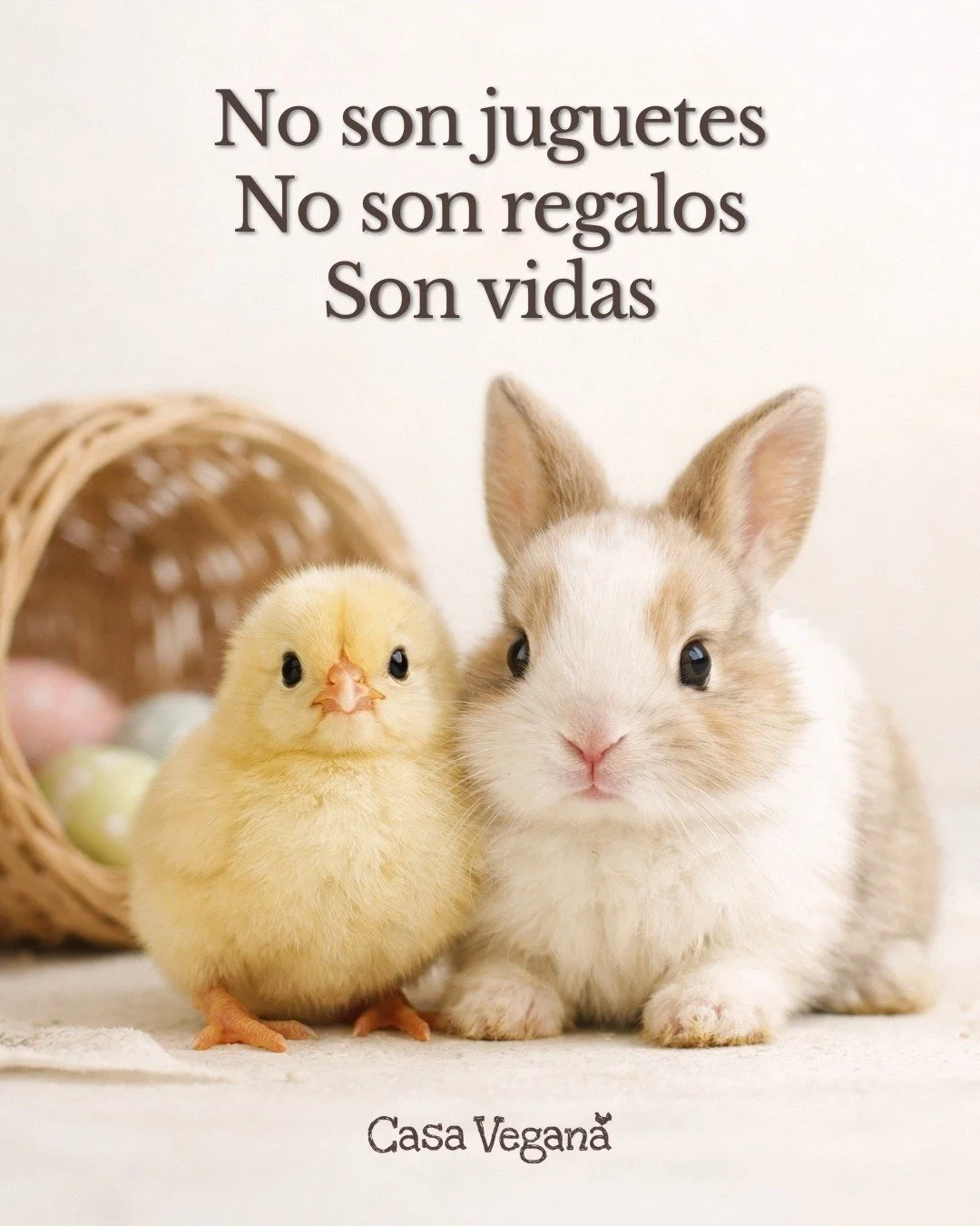 Cada a&ntilde;o, miles de pollitos y conejos son comprados como &ldquo;regalos de Pascua&rdquo;&hellip;
y semanas despu&eacute;s, abandonados, enfermos o muertos.
No son decoraci&oacute;n.
No son una tradici&oacute;n.
Son individuos que sienten.

💔 
