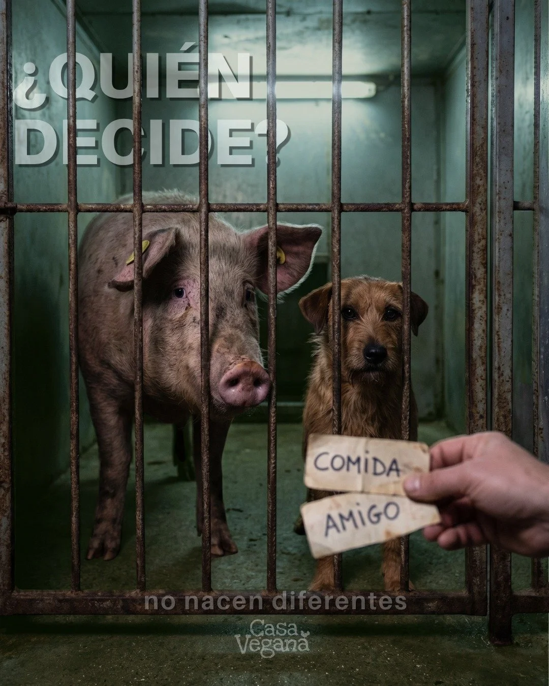 No nacen siendo diferentes.
No sienten diferente.
No merecen finales distintos.
La diferencia&hellip;
es lo que decidimos hacer con ellos.

&iquest;Qui&eacute;n decide?
Comenta tu opini&oacute;n. 👇

#CasaVegana #vegan  #PlantBased #veganpr #govegan 