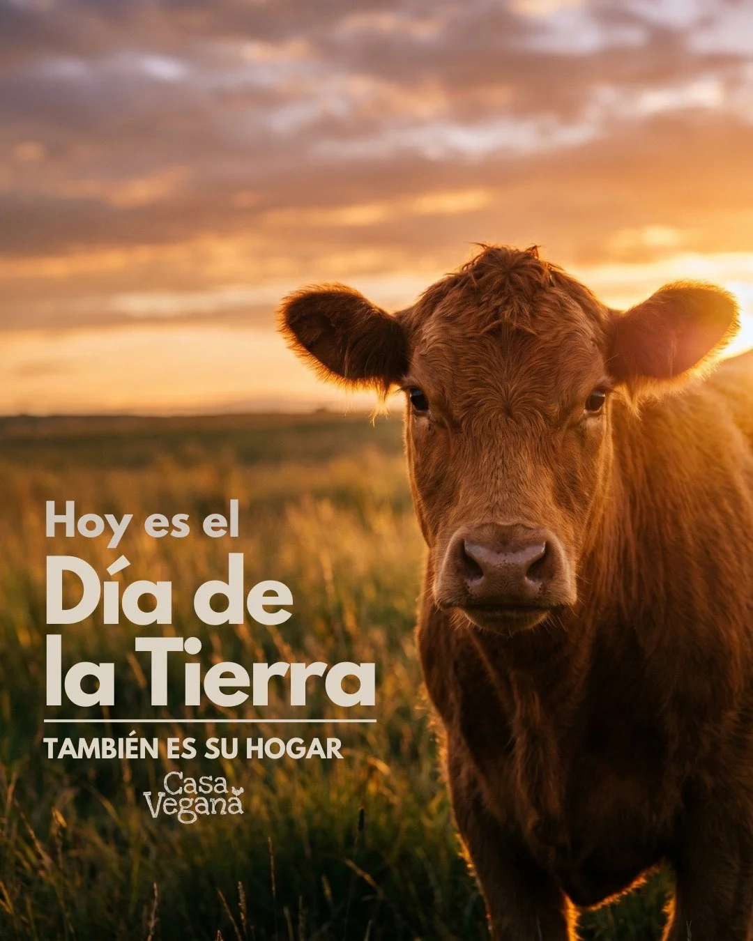 Hoy es el D&iacute;a de la Tierra 🌱
Tambi&eacute;n es su hogar.
Pero no todos la habitamos de la misma forma.
Cuidar el planeta tambi&eacute;n es cuestionar nuestras decisiones.
💚

#casaveganapr #vegana #govegan #basadoenplantas #vegano #diadelatie