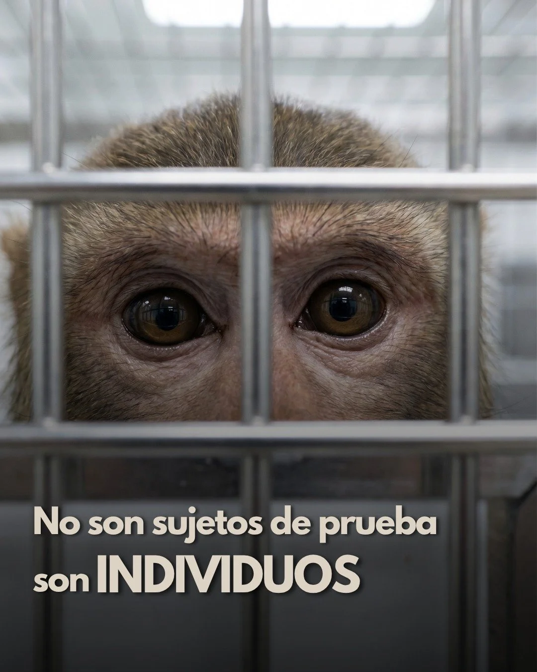 Hoy, 24 de abril, se conmemora el D&iacute;a Internacional de los Animales utilizados en experimentaci&oacute;n. 🧪
Millones de animales como &eacute;l viven y mueren en laboratorios cada a&ntilde;o. 💔
No son sujetos de prueba.
Son individuos.

Eleg