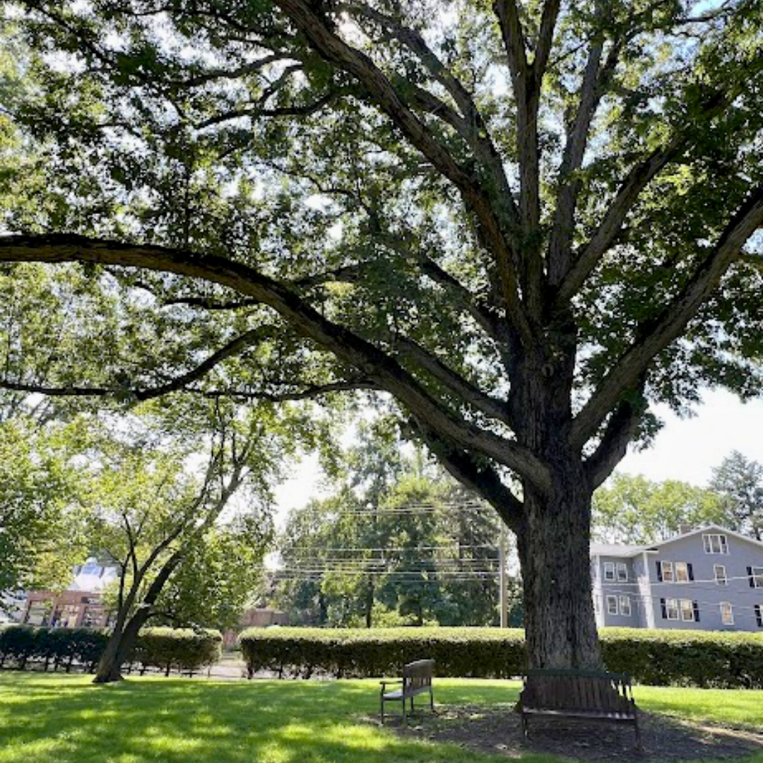 White oak tree at Emily Dickenson's house