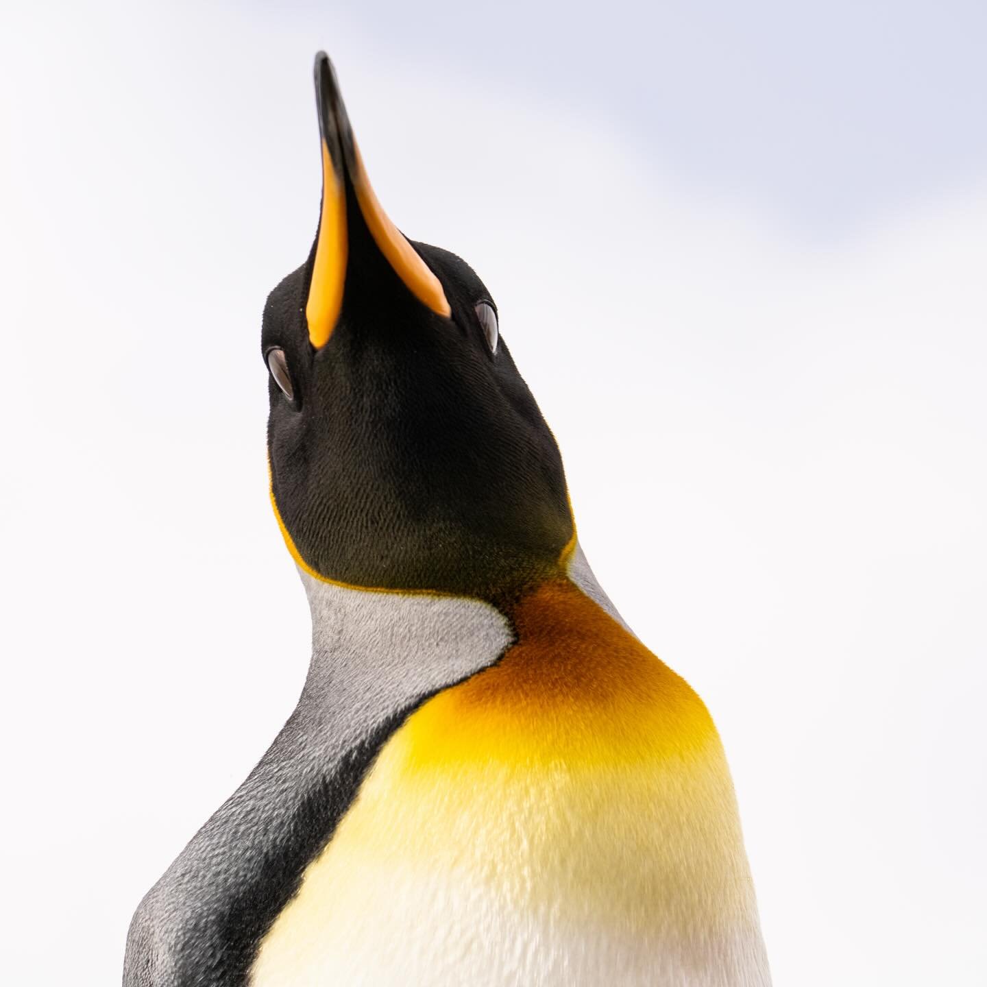 King penguins are incredibly charismatic and inquisitive birds. 
But the vivid yellow orange at the top of the chest is something that is so striking and so intense to look at that it captivates your attention. 
Young penguins have a much paler colou