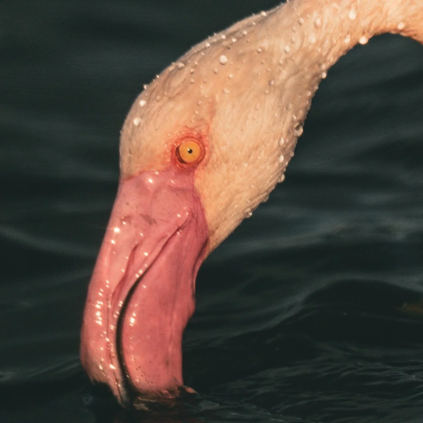 The most glistening pink disco bird in the morning light. #flamingo