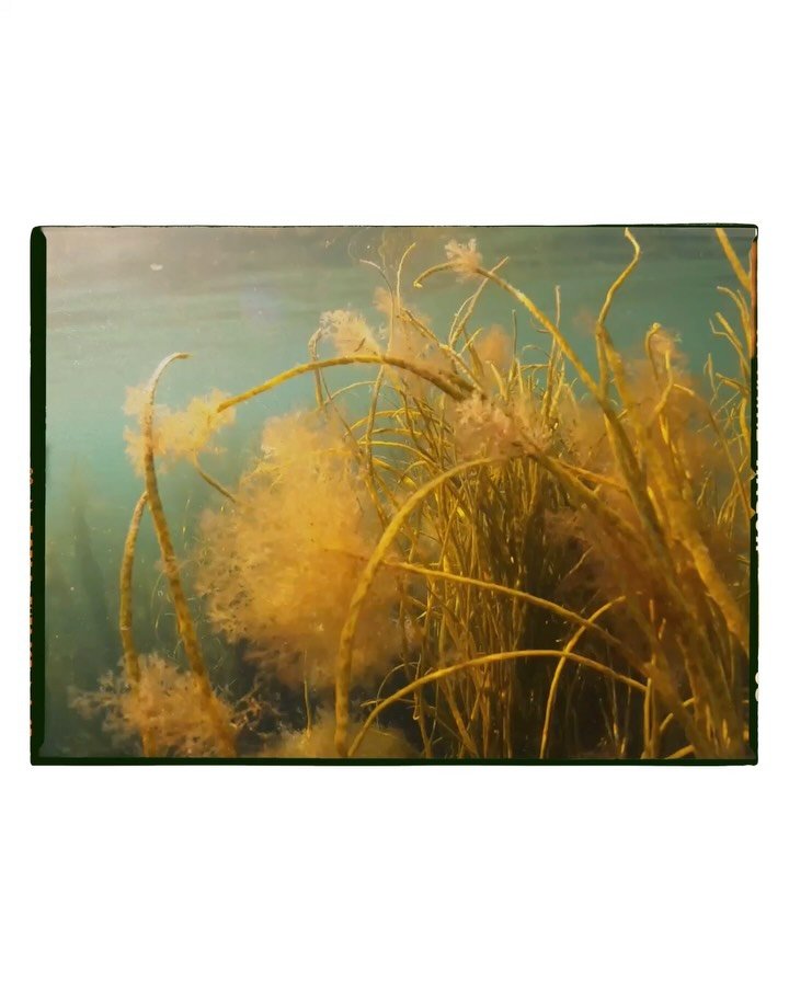 One fine summer&rsquo;s morning @ross.wheeler03 and I went for a snorkel. We didn&rsquo;t know the site and we took a punt that it would be beautiful. The main thing was to hang out, be in the sea and see what we could see.
We spent an hour and a hal