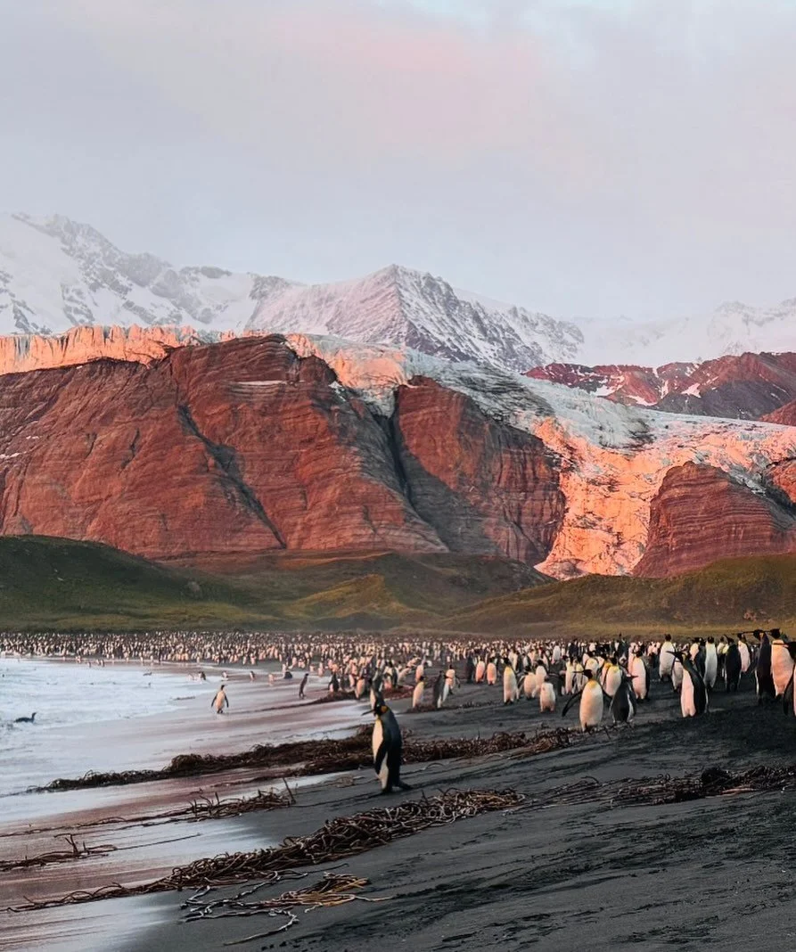 Sunrise in South Georgia.
The one place in the world I have seen where the animals own the land. A truly special place. May it always stay that way. 
#sunrise #penguins