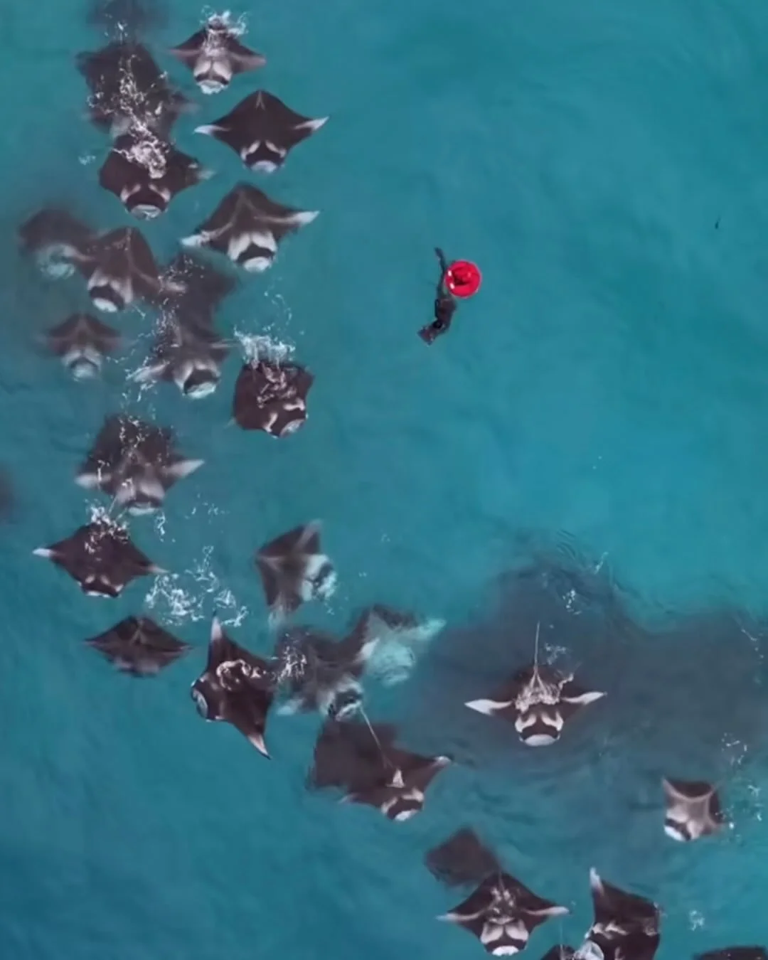 In August 2024 I had the chance to assist the extremely pleasant @rogermunns in filming the manta feeding frenzy at a location in the Maldives.

Huge thanks to @eloisanoble for giving me this opportunity, along with @tasha.busjeet , for @humblebeefil