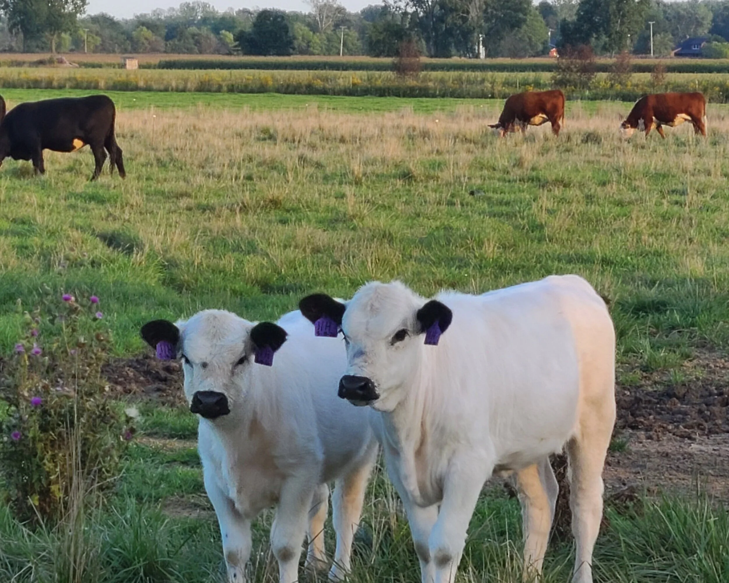 Sawmill Creek Farms LLC