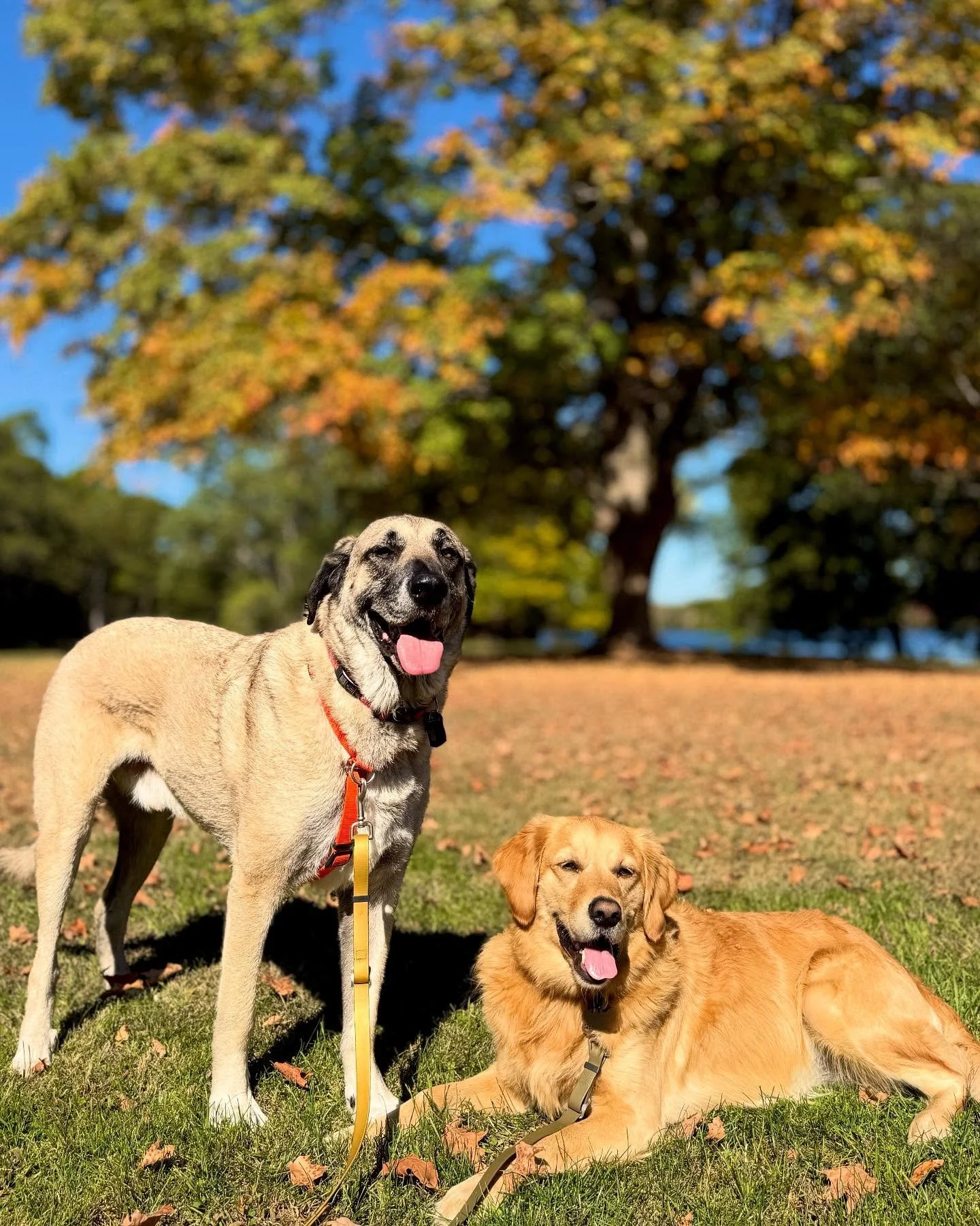 George &amp; Lucy 🧡