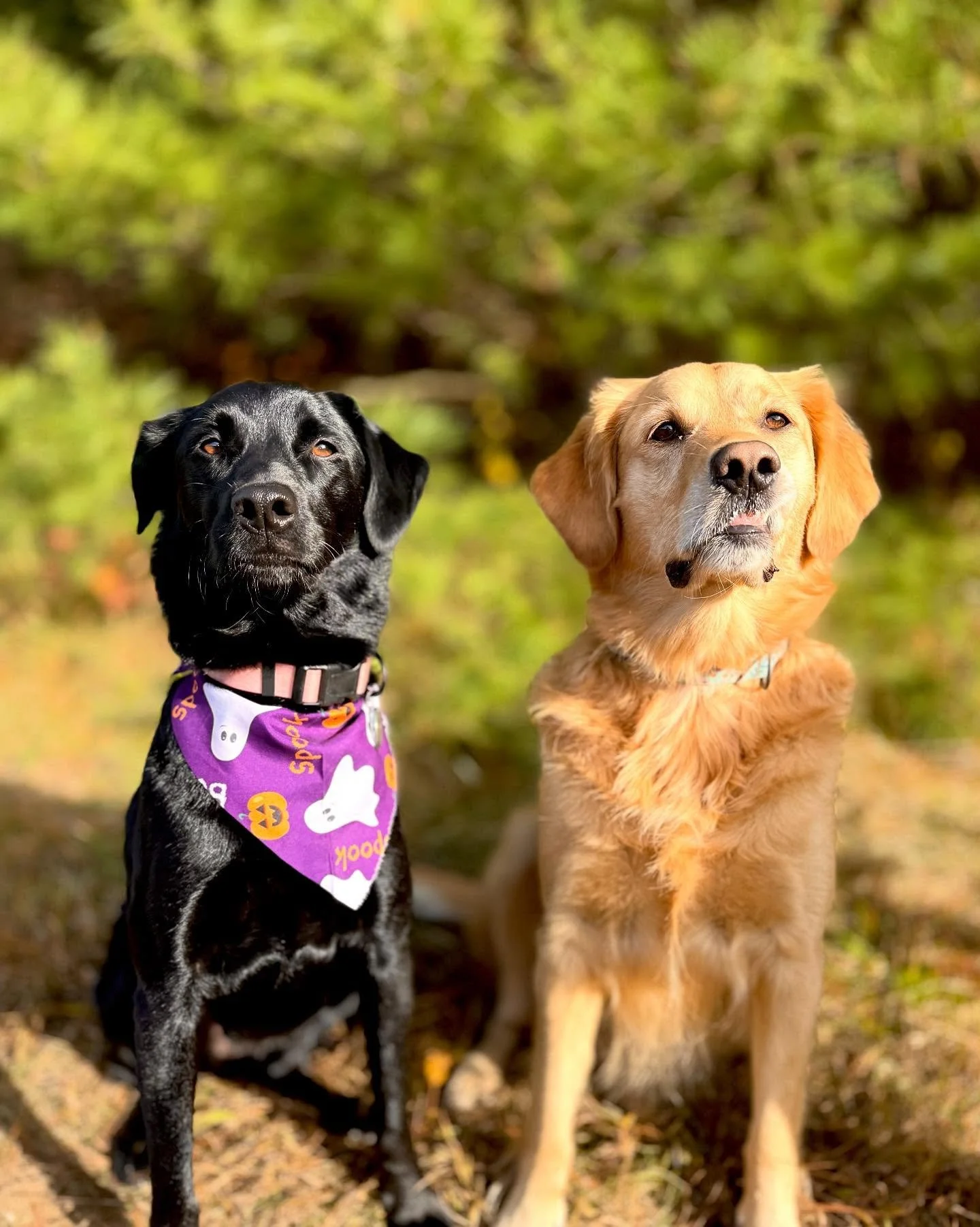 Getting into the spooky spirit over here 👻🎃