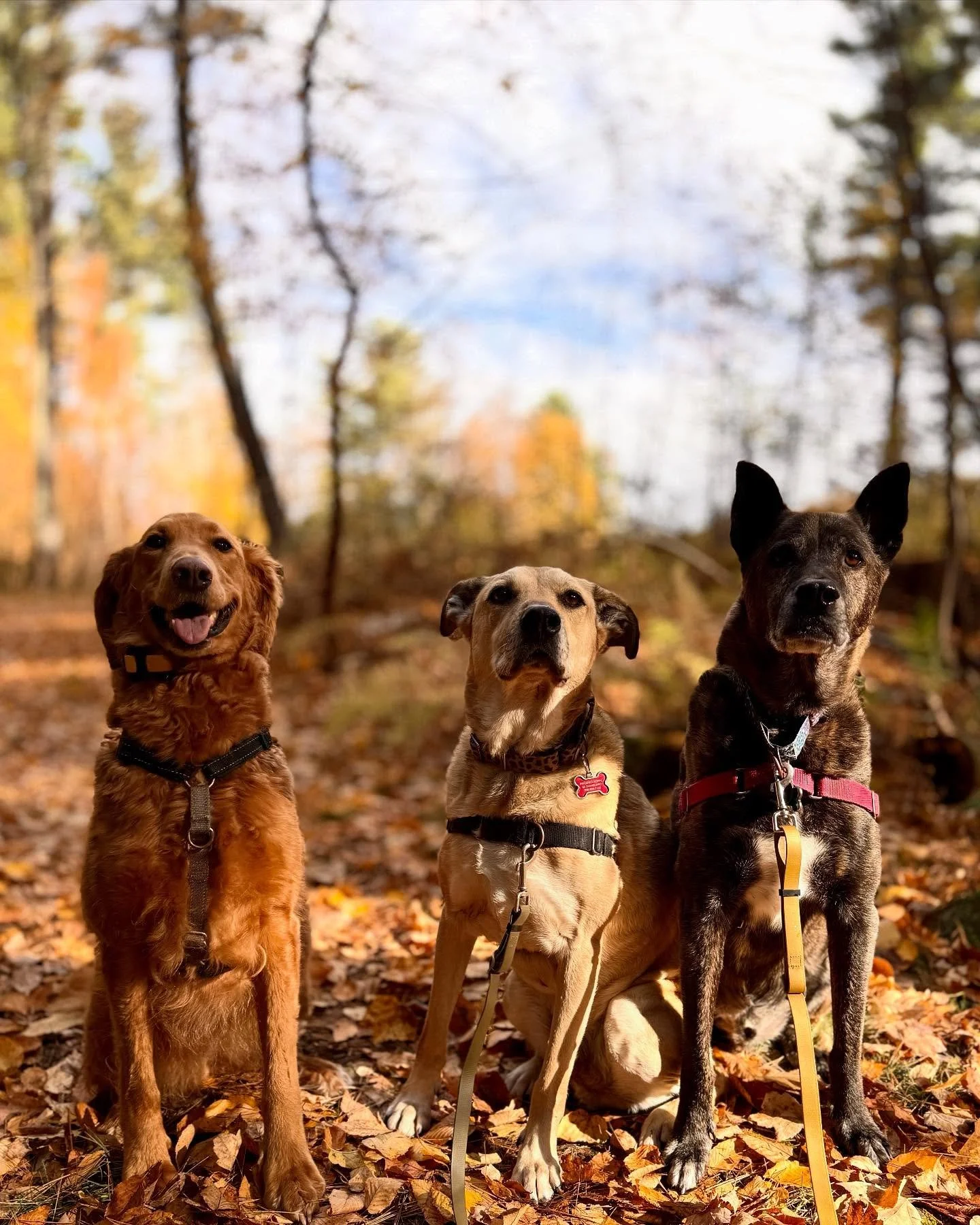 The fall aesthetic is on point🍂