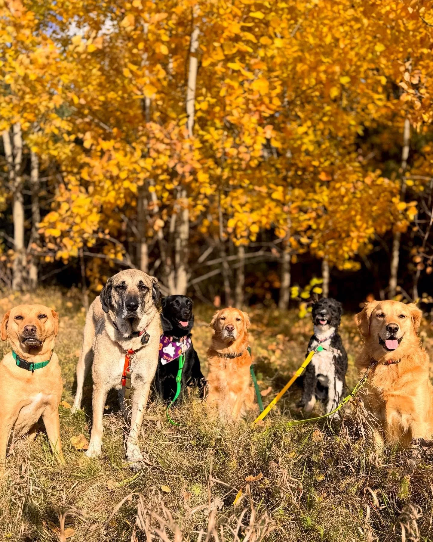 Enjoying these fall colors while we still can&hellip;at least half of us are 😅