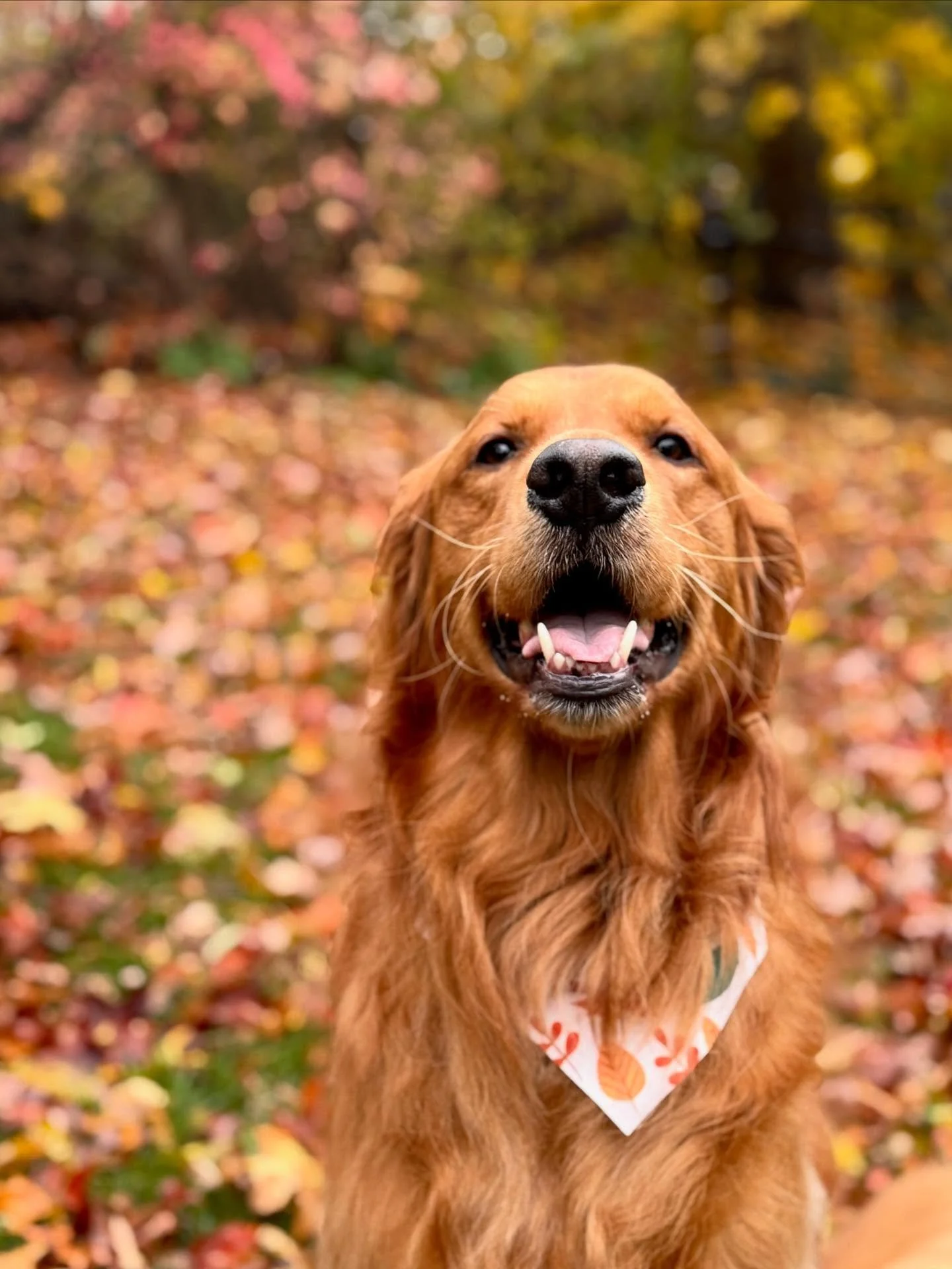 Finn is back in town! So happy you could join us for some hikes this week 🧡