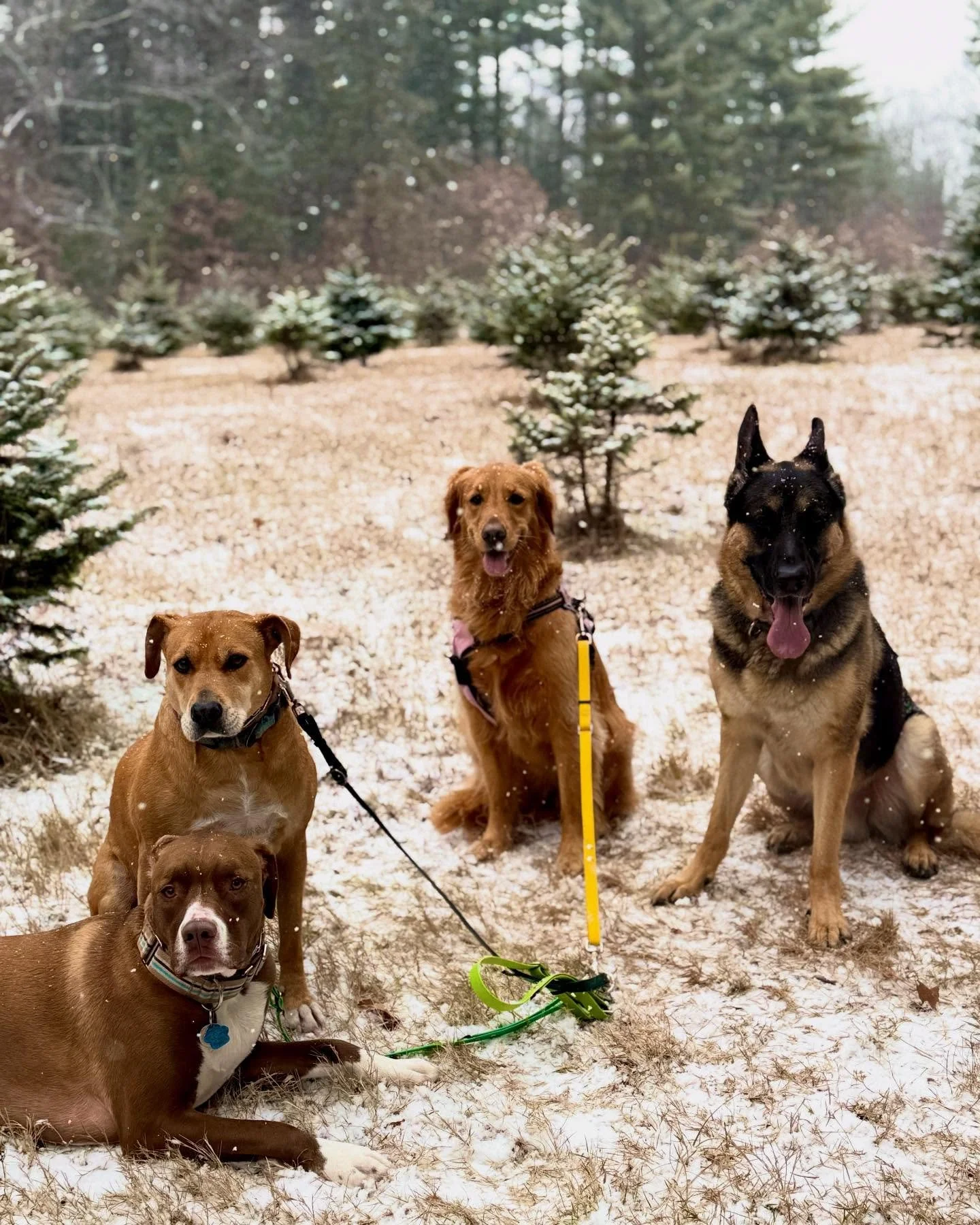 It&rsquo;s heeeeerrrrreeee 😍❄️