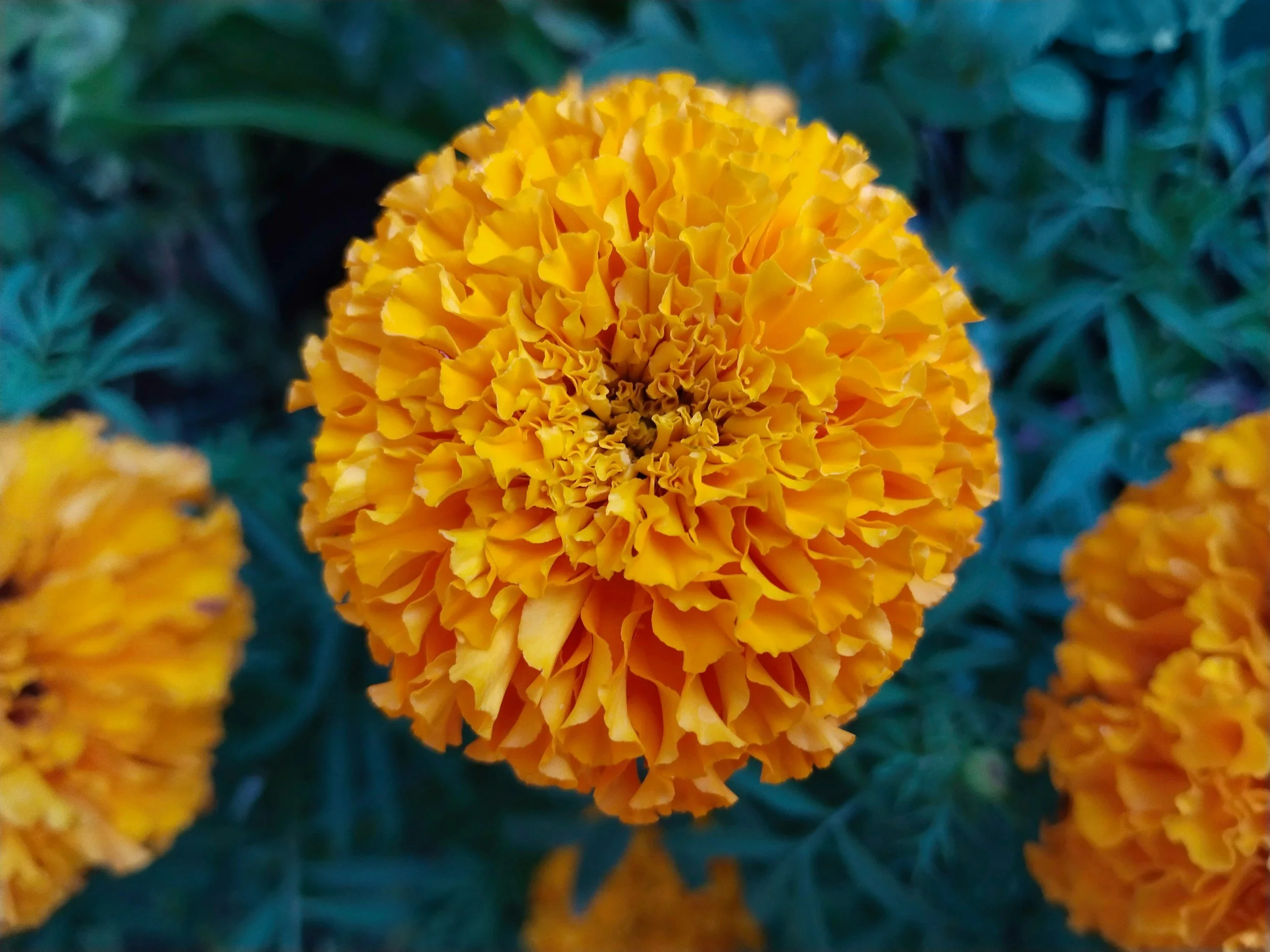 Poem: "Marigold-Yellow"