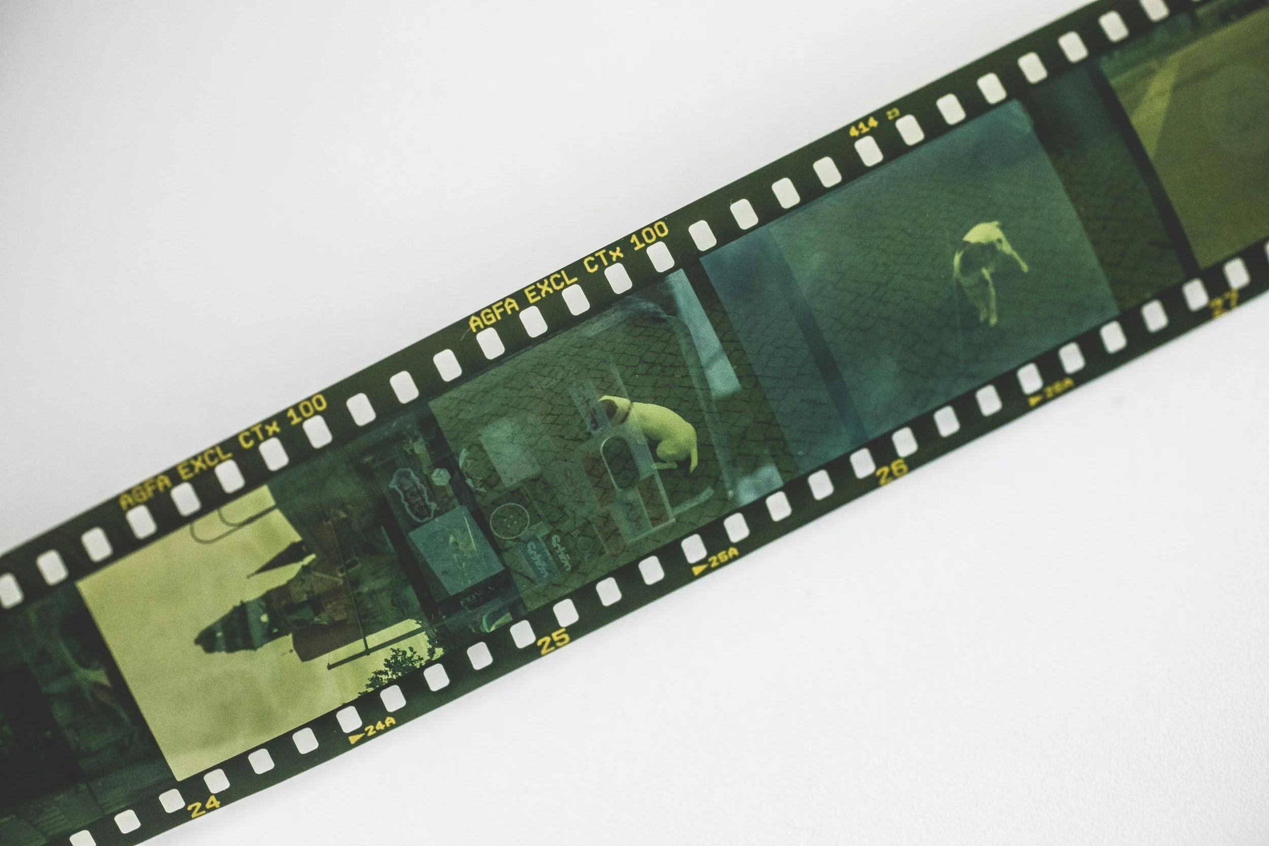 Arts Writing: "I Can't Get Werner Herzog Out of My Head" 
