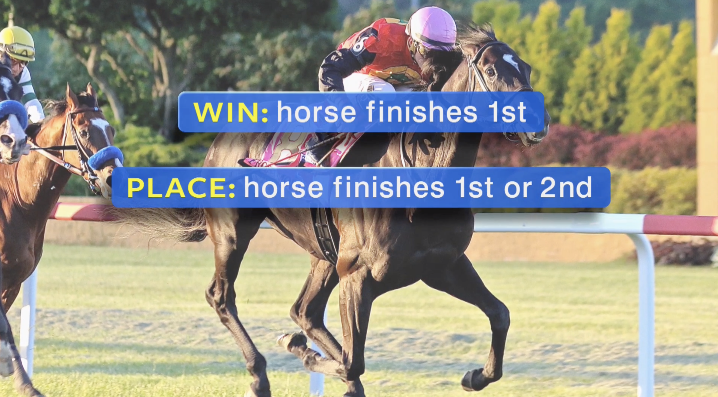 Instructional Video "How To Bet"