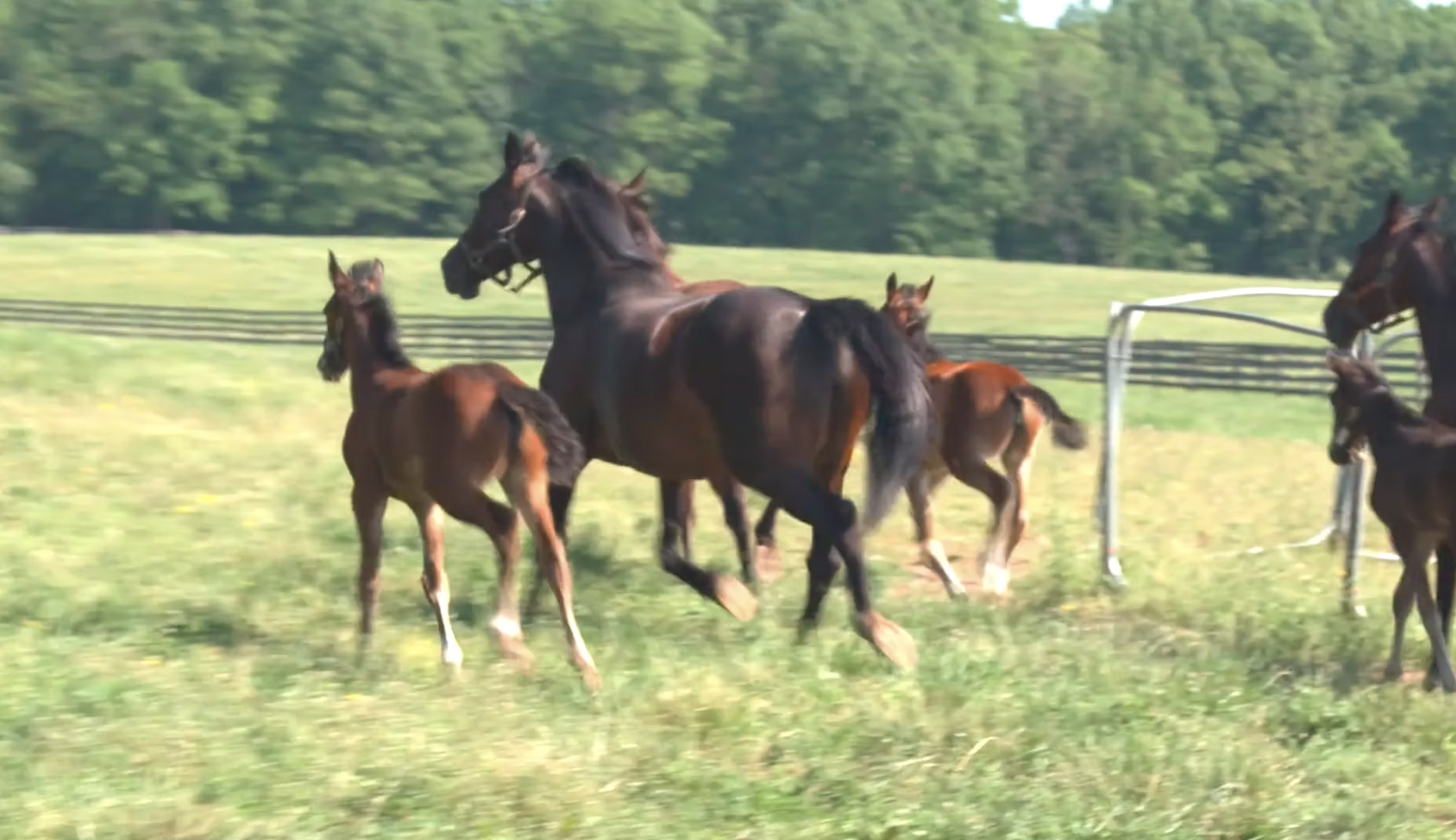 Advocacy Video, PA Standardbred Breeding