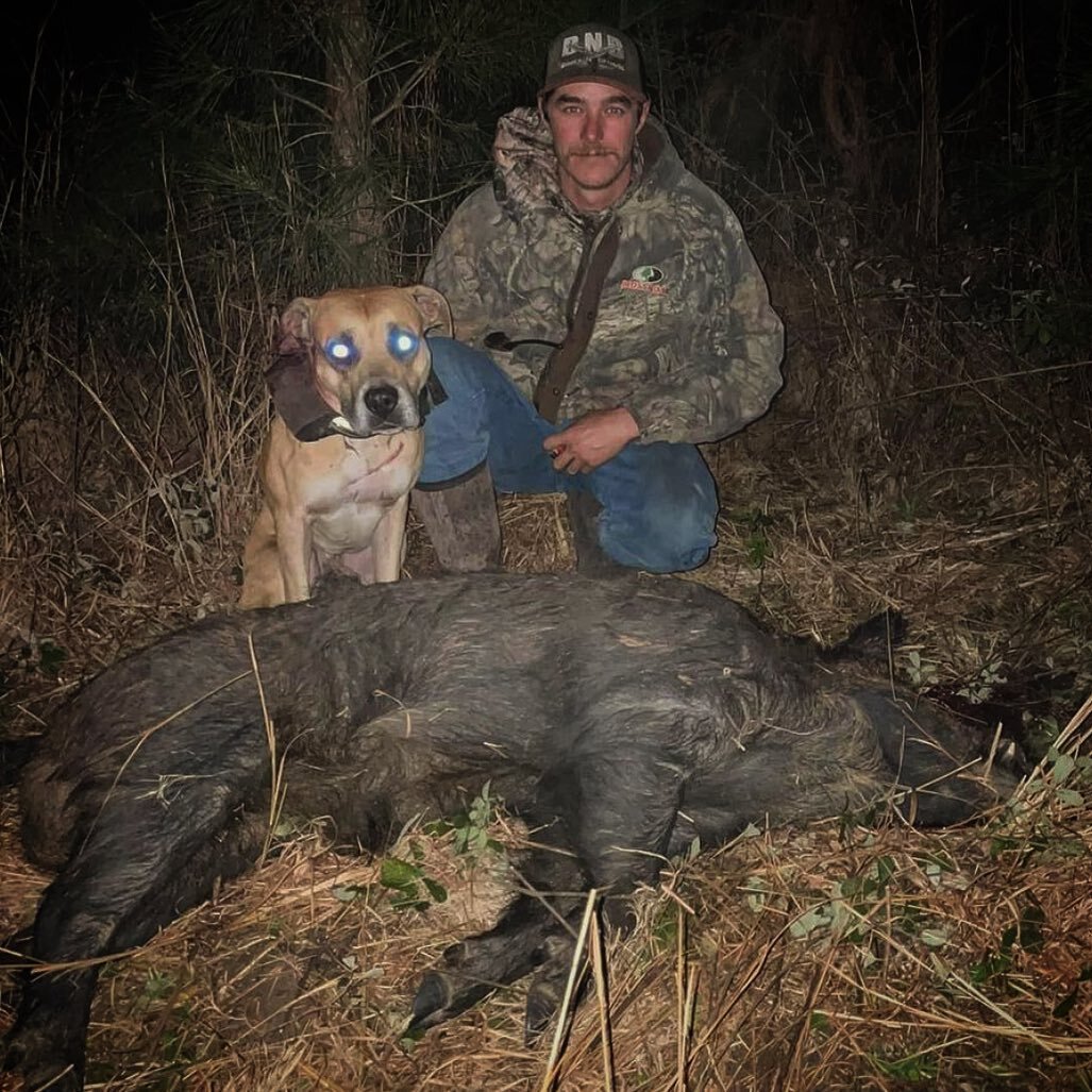 &ldquo;Them Georgia hogs sure do know how to try to lose a dog in them thick planted pines but he didn&rsquo;t have the smarts to get away from them yella dogs from Florida! Ol son was rank, got to hear two dogs bay together that I&rsquo;ve never hea