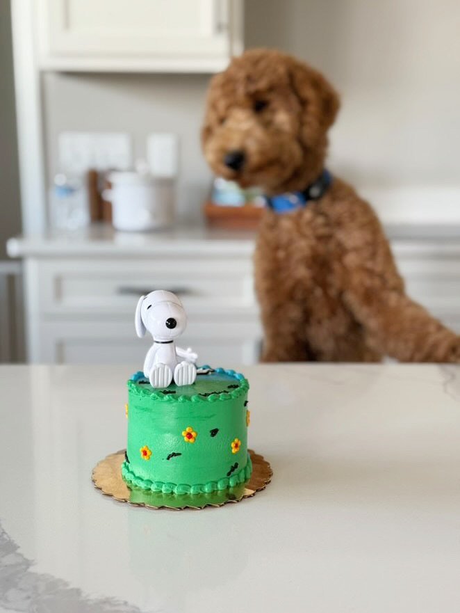 We&rsquo;re obsessed with custom themes lately 😍 &mdash; whether it&rsquo;s pawty paws, neutral tones, snoopy or your pup&rsquo;s favorite colors, we make every cake uniquely theirs! 🎨🐾