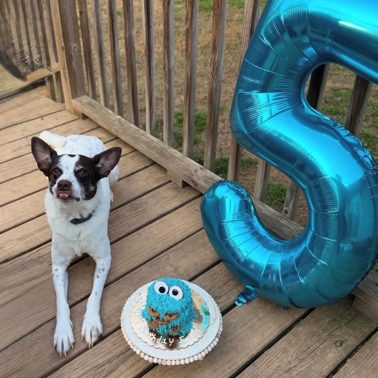 Emma had the most pawsome birthday with her adorable Cookie Monster cake made with love, and the finest pup-friendly ingredients 🐾✨

Happy Birthday, Emma! May your days be filled with treats, belly rubs, and endless cookies 🐶🎂💙 @shannon_sansone @