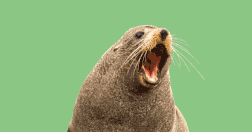 2.19_SealPredator.gif