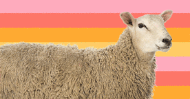 5.4.2_SealSheep.gif