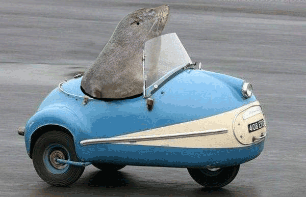 17.4.13_SealMini.gif