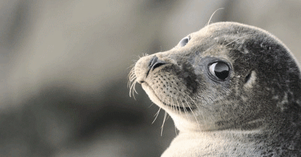 2.18_SealWithI.gif